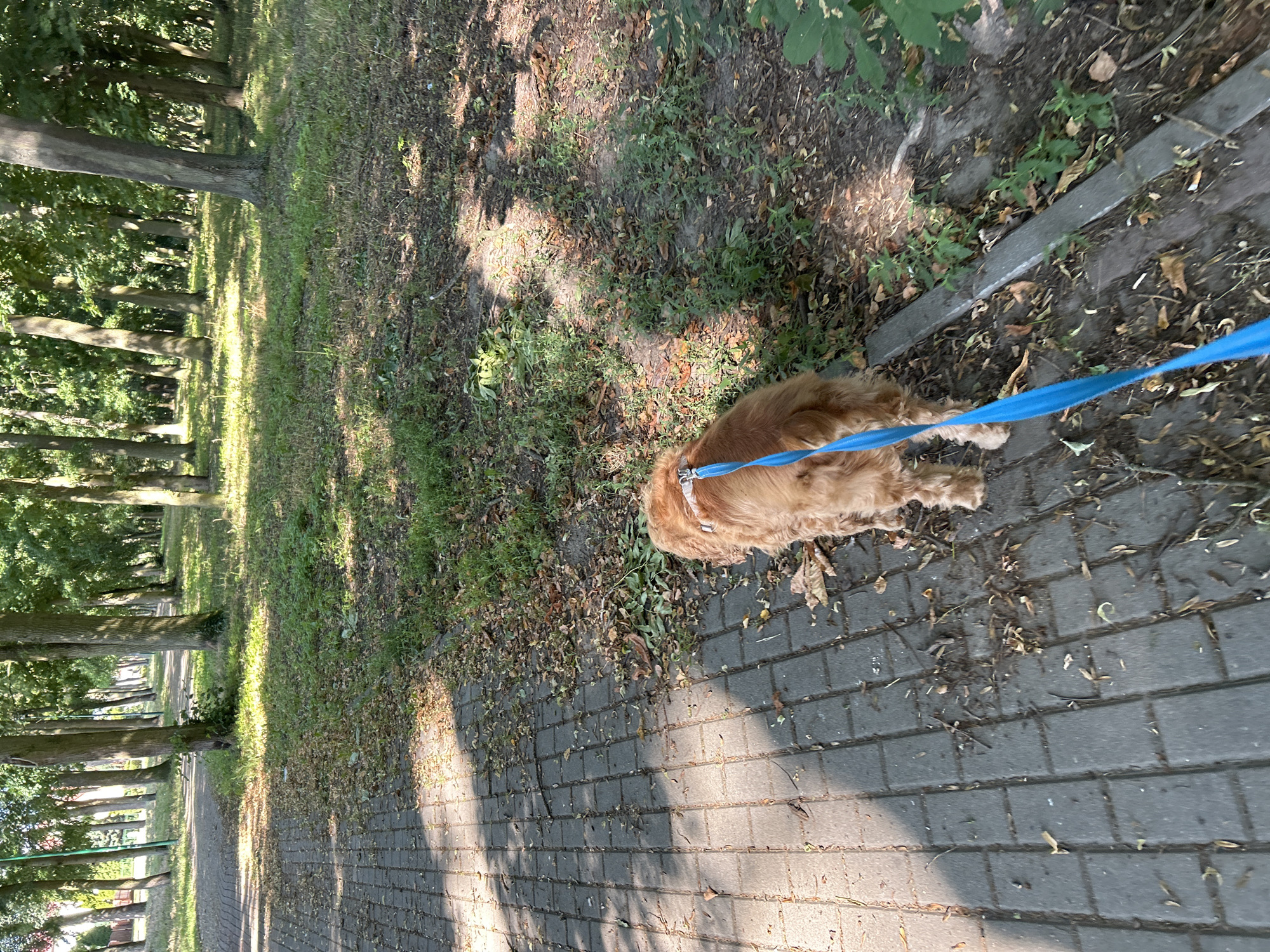 A medium-sized, fluffy, golden-brown dog is walking on a paved path in a park. The dog is wearing a light-colored harness and a bright blue leash. The path is made of grey rectangular bricks and is lined with dry leaves and some green grass. The dog is facing away from the camera and towards the right side of the image. In the background, there is a row of trees with green foliage, casting shadows on the path and the ground. The environment appears to be a park in the city of Tczew, Poland, on a sunny day.