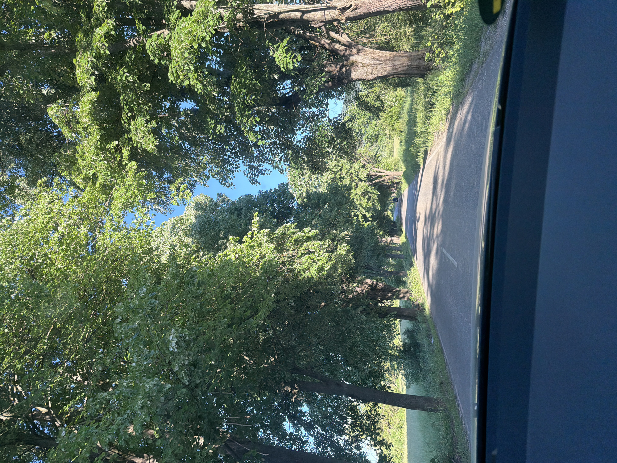 The image depicts a straight asphalt road in Dalbok Dol, Bulgaria, viewed from inside a vehicle. The road is lined with mature trees forming a canopy overhead, creating patches of light and shadow on the road surface. Green grassy areas border the road on either side. The vehicle's interior is visible in the foreground on the right. The sky is partially visible through the tree canopy.