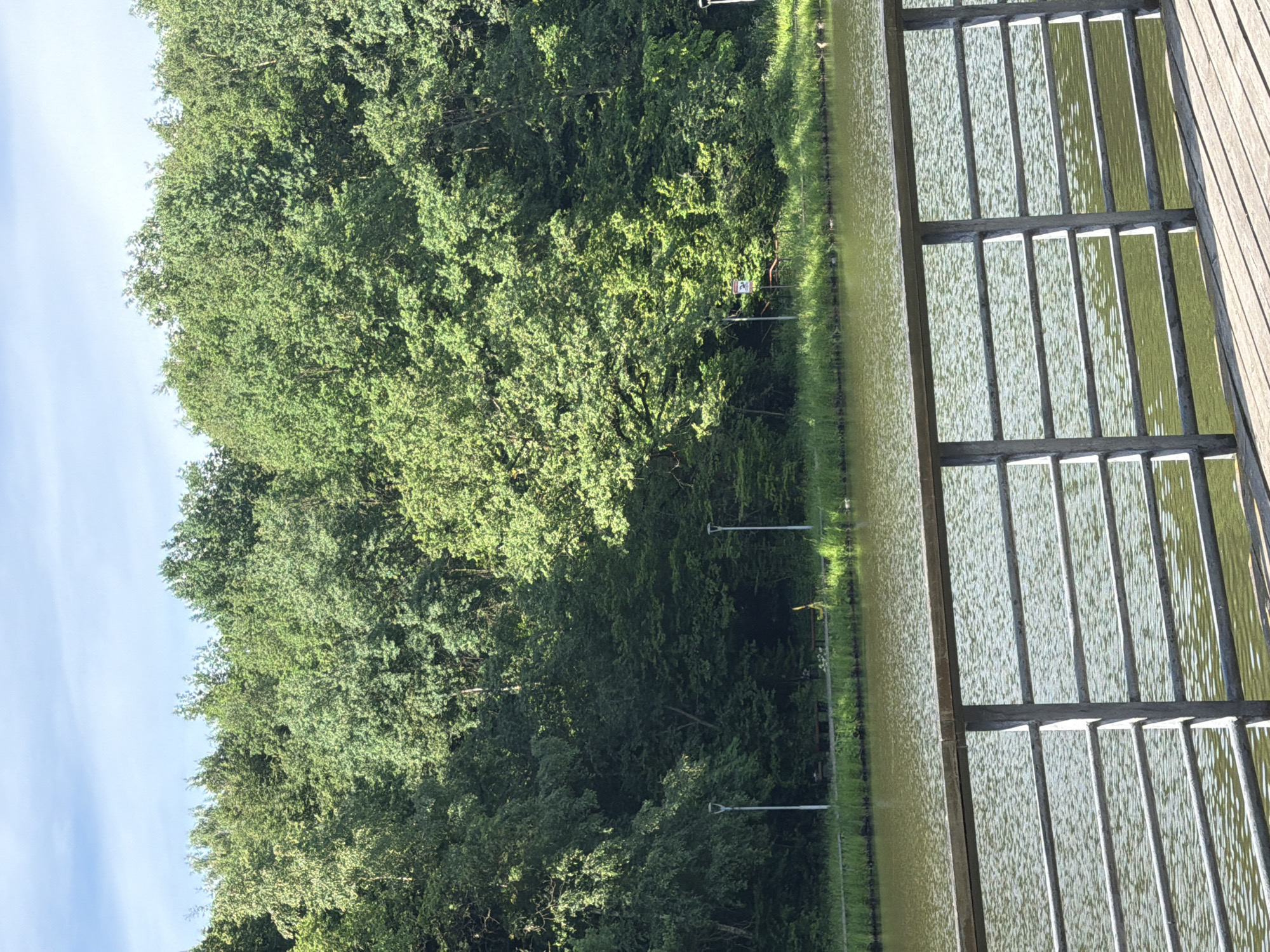 The image depicts a tranquil scene at a park with a body of water. In the foreground, a wooden deck with a metal railing overlooks a calm lake or pond. The water is a greenish hue and reflects the sunlight, creating a shimmering effect. Beyond the water, a lush green embankment is visible, lined with grass and scattered trees. Further back, a dense forest of various green trees forms a natural backdrop, with a clear blue sky overhead with some wispy clouds. Two lampposts are visible along the embankment, suggesting a pathway or public area. There are also a couple of benches visible in the distance. The overall impression is one of natural beauty and serenity. The image appears to be taken on a sunny day.