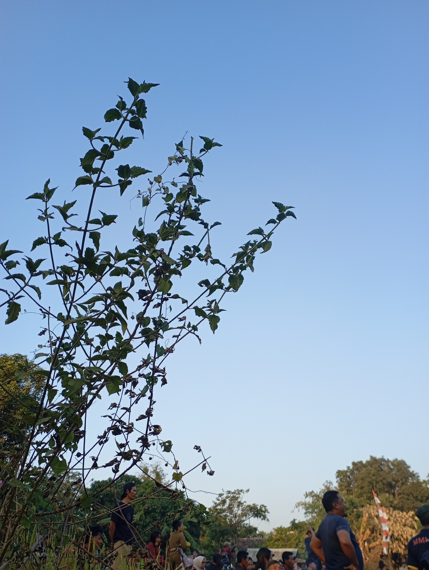 The image captures an outdoor scene in Kecamatan Haurgeulis, Indonesia, under a clear, pale blue sky. In the foreground, a dense cluster of dark green leafy branches dominates the left side, reaching upwards and obscuring a portion of the sky. Beyond the foliage, a group of people are visible, appearing to be gathered.
In the mid-ground, several individuals are standing and interacting. One man, wearing a dark t-shirt and a black baseball cap, is looking to his left. To his right, another man in a blue t-shirt is facing away from the camera, with his mouth open as if speaking. Further to the right, a woman in a brown outfit is visible. The people are standing amidst vegetation, with some wearing casual clothing.
In the background, trees with green and brown foliage are present, suggesting a natural or park-like setting. A red and white striped pole is also visible. The overall impression is of a casual gathering or event taking place outdoors in a somewhat rural or semi-urban environment within Kecamatan Haurgeulis. The lighting suggests it is daytime, possibly late afternoon given the soft illumination.