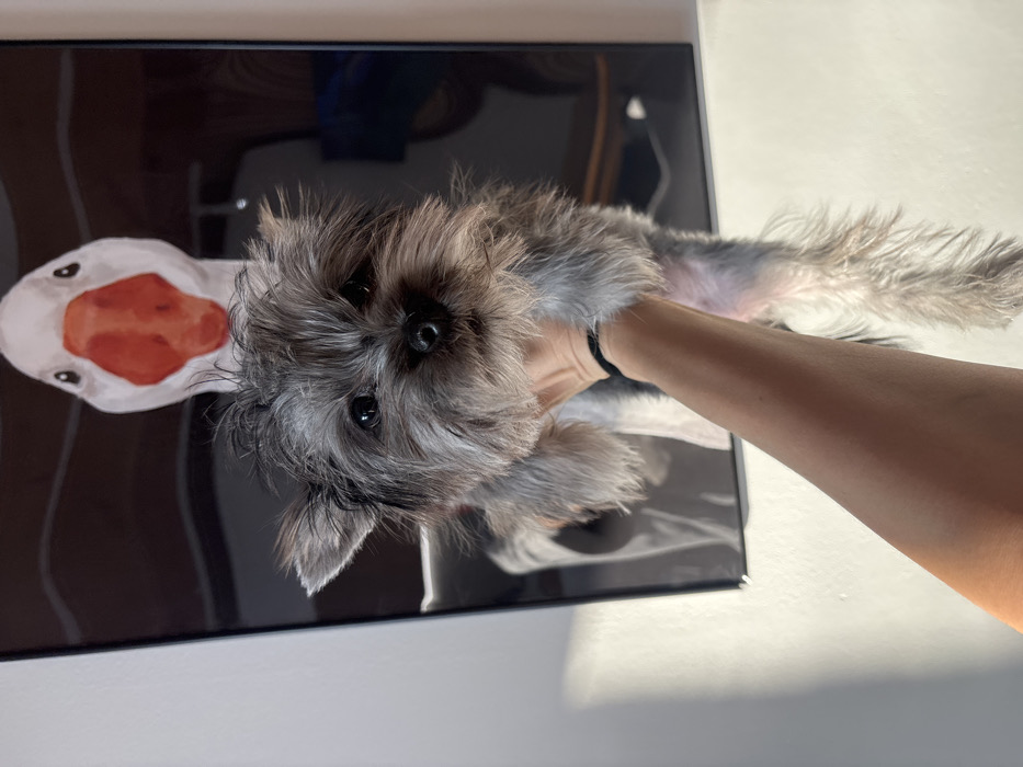 The image, taken in Chaikovsky, Russia, features a small, gray and black wire-haired dog, likely a terrier mix, held aloft by a human hand. The dog is positioned centrally in the frame, facing directly forward with dark eyes and a black nose. A light-skinned human forearm and hand, wearing a black elastic band on the wrist, supports the dog from underneath its torso. In the background, a framed piece of artwork hangs on a light-colored wall. The artwork depicts a stylized white goose head with a prominent orange beak and small dark eyes, presented against a dark, possibly black, background. Strong directional lighting from the left illuminates the scene, casting a diagonal light pattern on the wall to the left of the artwork and creating highlights on the dog's fur.