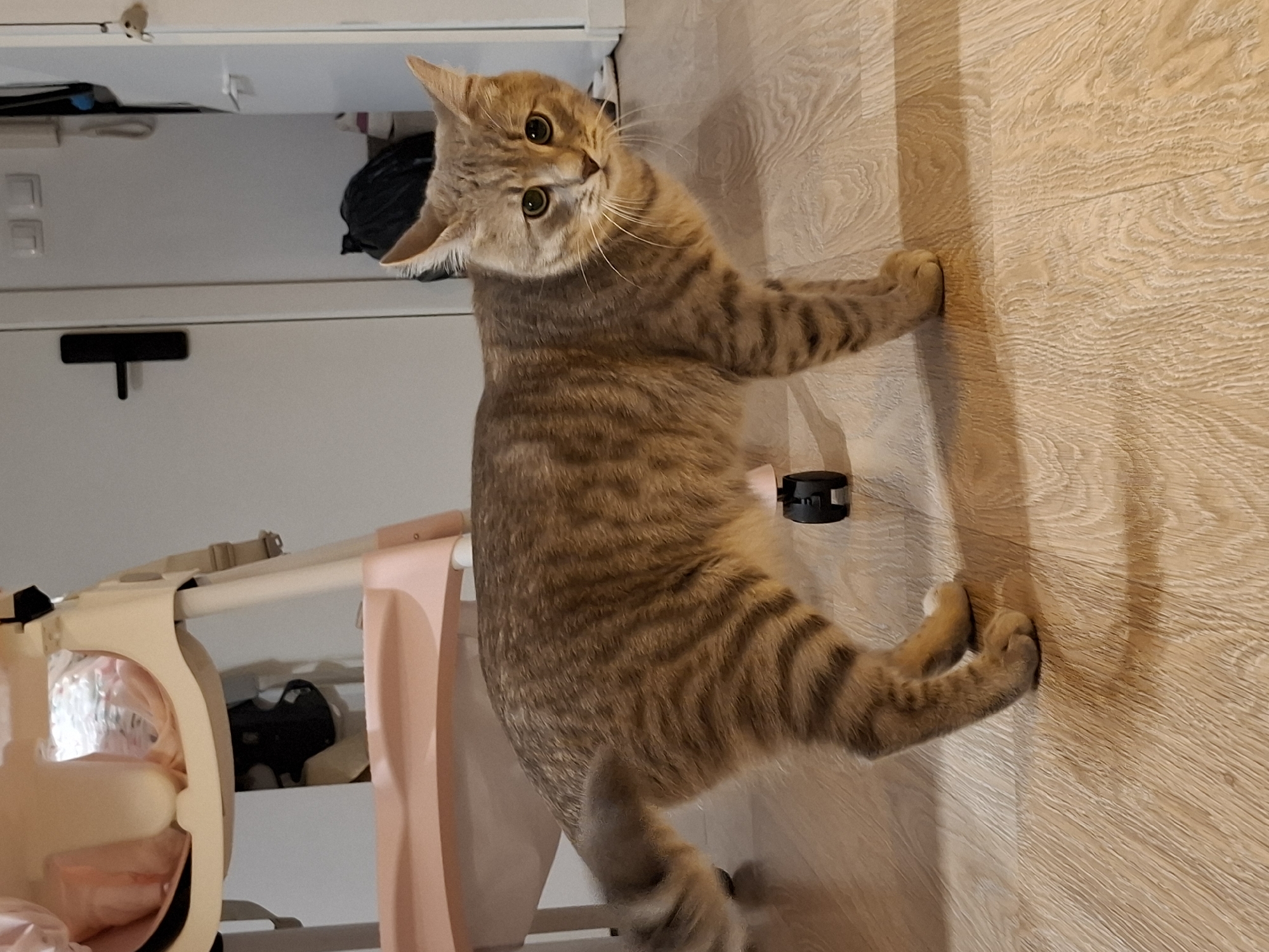 A tan and brown tabby cat stands on a light brown wooden floor. The cat is facing to the right of the frame, with its head turned towards the viewer. Its tail is curled upwards and to the left. In the background, a pink and beige high chair is visible, partially obscured by the cat. Further back, a white door with a black handle is on the left, and another door is on the right, ajar, revealing a dark object and some white items. The lighting suggests an indoor environment.