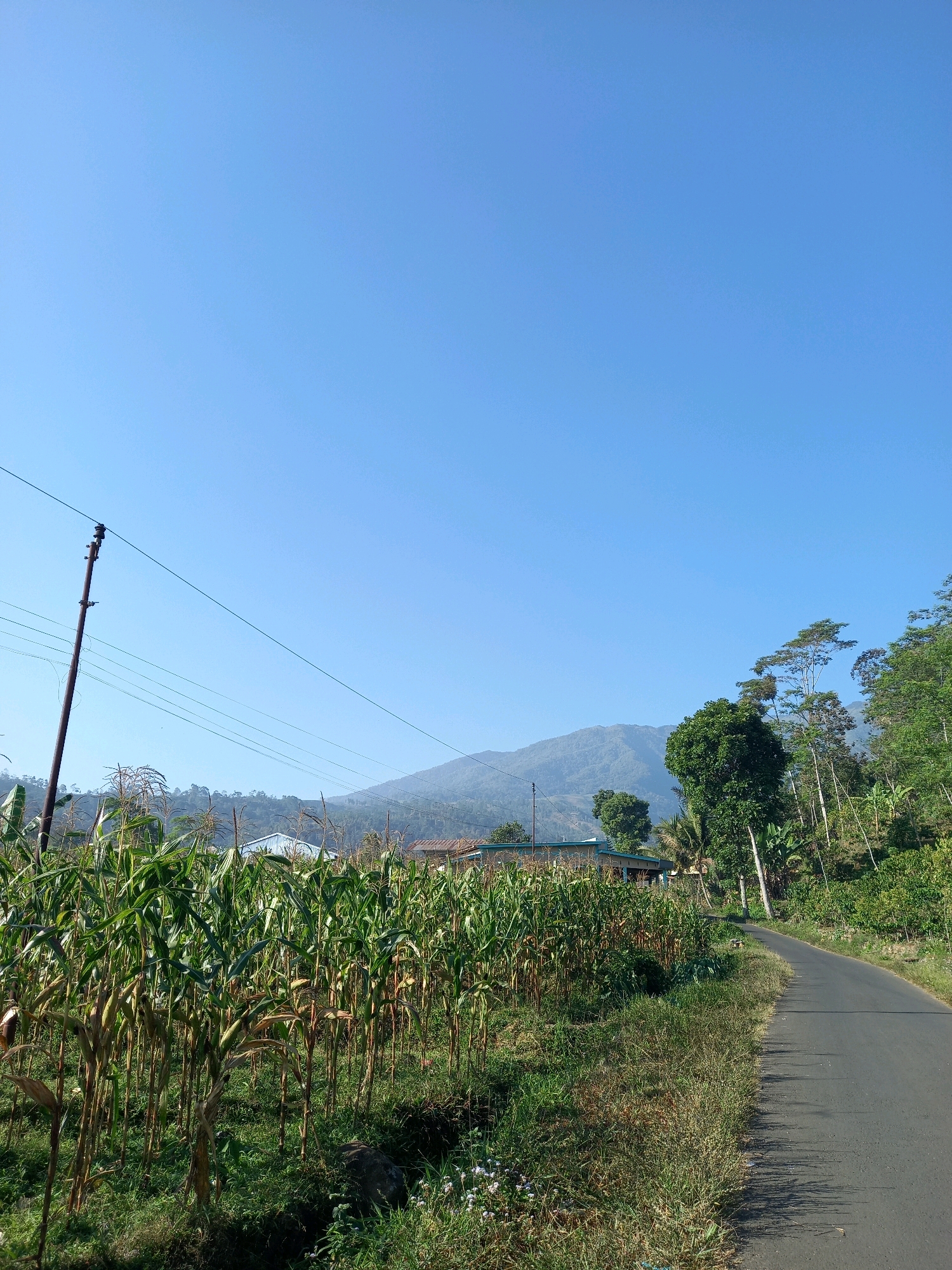 The image depicts a rural landscape in Kebaturan, Indonesia, under a clear blue sky. In the foreground, a mature cornfield lines the left side of a paved road, with tall stalks of corn displaying developing ears. To the left of the cornfield, a utility pole with multiple wires stretches diagonally across the frame. Behind the cornfield, several houses with visible rooftops are nestled amongst the vegetation. The road curves gently into the distance, bordered by lush green trees and foliage on the right. In the background, a majestic mountain range is shrouded in a light haze, with the top of the mountains appearing in silhouette against the bright sky. The overall scene suggests a tranquil, agrarian setting.