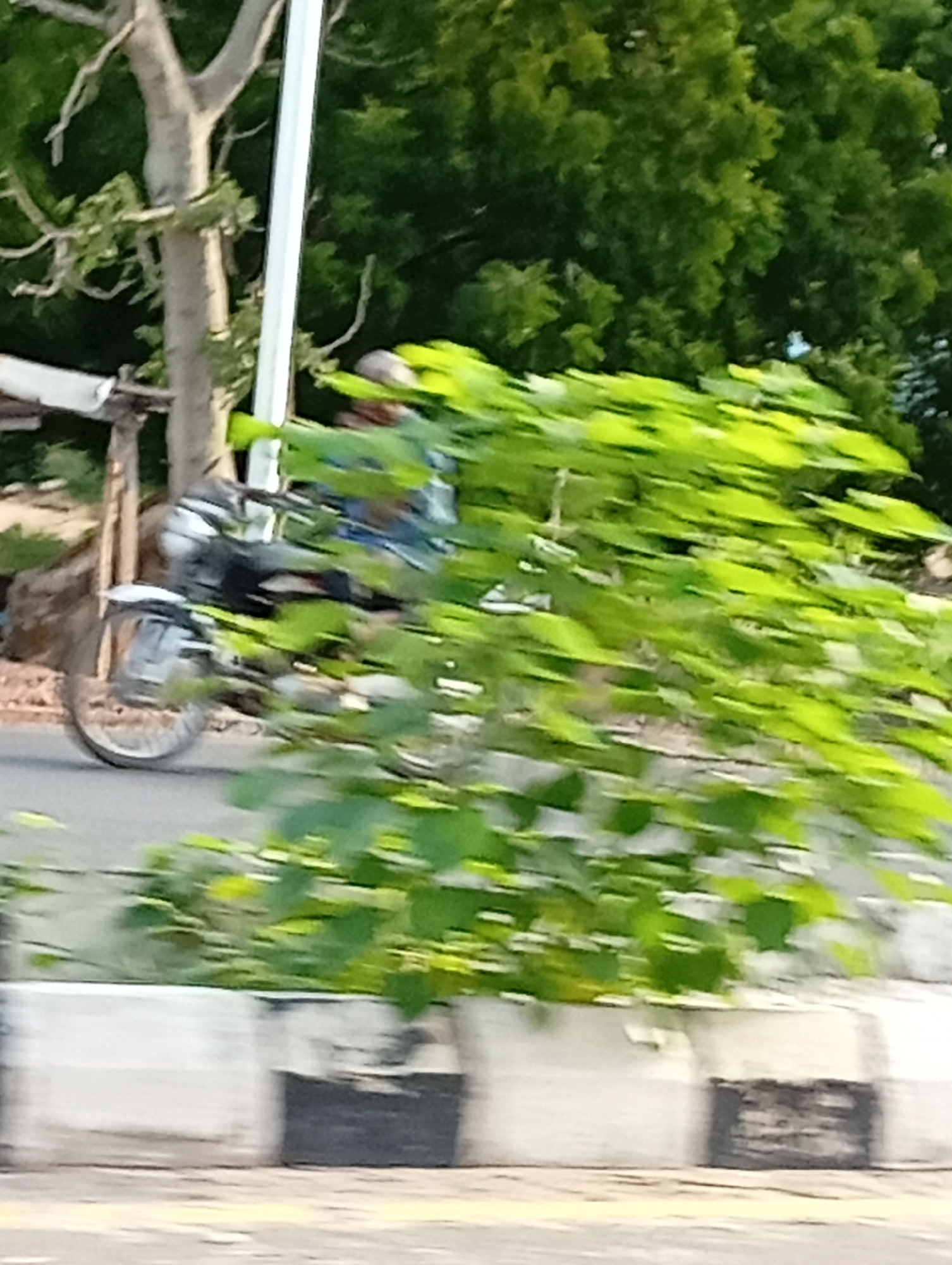This medium-shot, blurry photograph captures a daytime scene along a road in Lokoja, Nigeria, with motion blur indicating movement. The primary subject is a person riding a motorcycle, seen moving from left to right across the frame. The rider and the motorcycle are partially obscured by dense, bright green foliage in the immediate foreground, which also shows significant motion blur. Only the front wheel and part of the body of the dark-colored motorcycle are clearly visible through the leaves. The rider's head and torso are also visible behind the foliage, wearing what appears to be a helmet and blue attire.
In the background, a large tree with light-colored bark and sparse branches stands prominently to the left of a white pole. Beyond this tree and pole, more lush green trees and dense foliage create a verdant backdrop, suggesting a natural or semi-rural setting.
In the bottom third of the image, a concrete roadside barrier or curb is visible. It features alternating sections of white and faded black or dark grey, a common marking for road dividers. The road surface itself is visible beneath the motorcycle and in front of the barrier, appearing light grey.
The lighting suggests it is daytime, possibly morning or afternoon, with bright but diffuse light. There are no clear shadows, and the overall impression is one of a warm, bright day. No specific text is visible in the image.