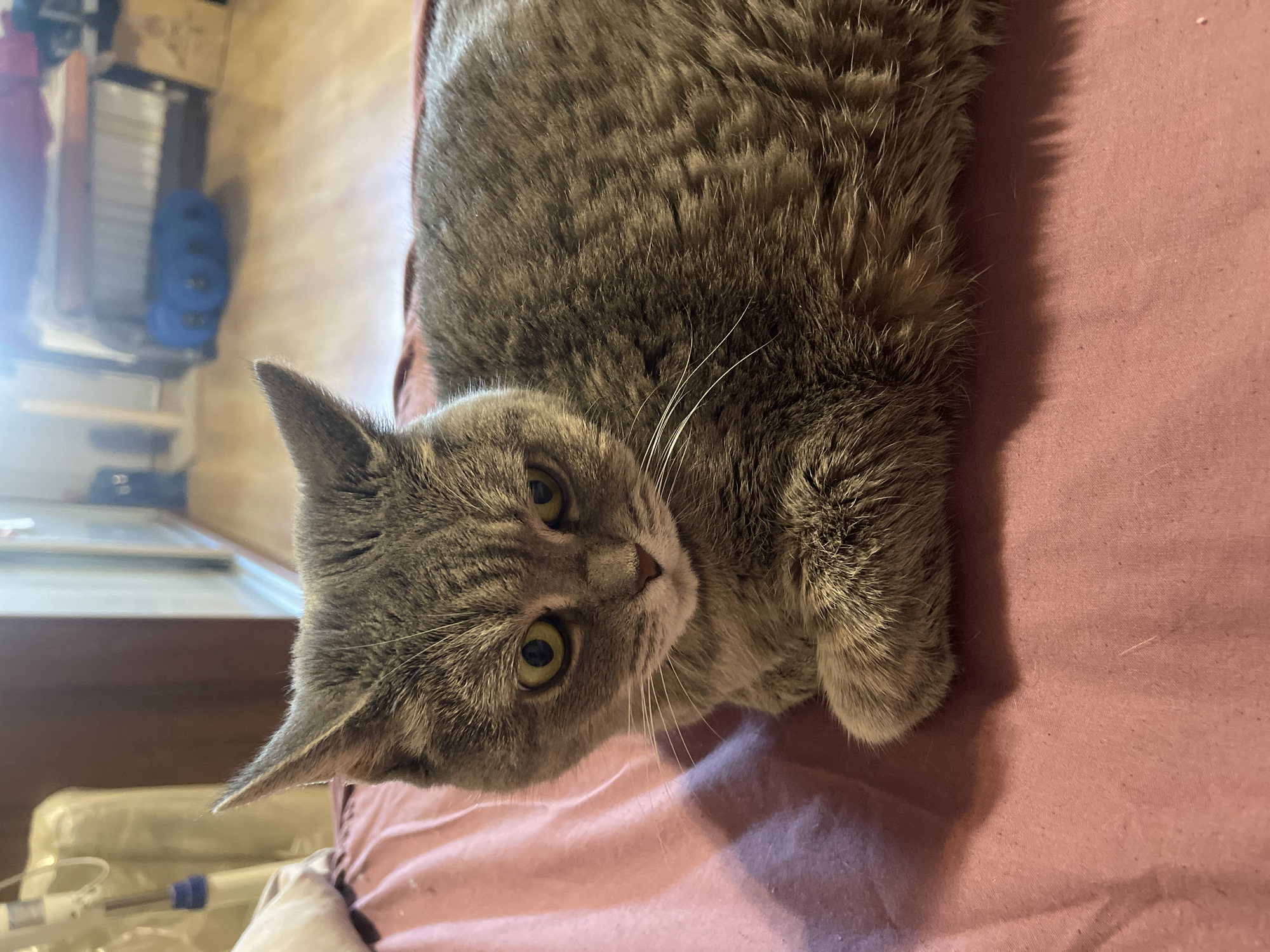 A domestic shorthair cat with grey tabby markings lies on a pink bedsheet. The cat's face is directed towards the viewer, with its yellow eyes open and alert. Its ears are perked up, and its mouth is slightly open. The cat's body is curled, with its front paws tucked underneath. The background is blurred, showing a room with wooden floors and furniture, including a bed and a shelf with blue objects. The lighting is bright and appears to be natural sunlight.
