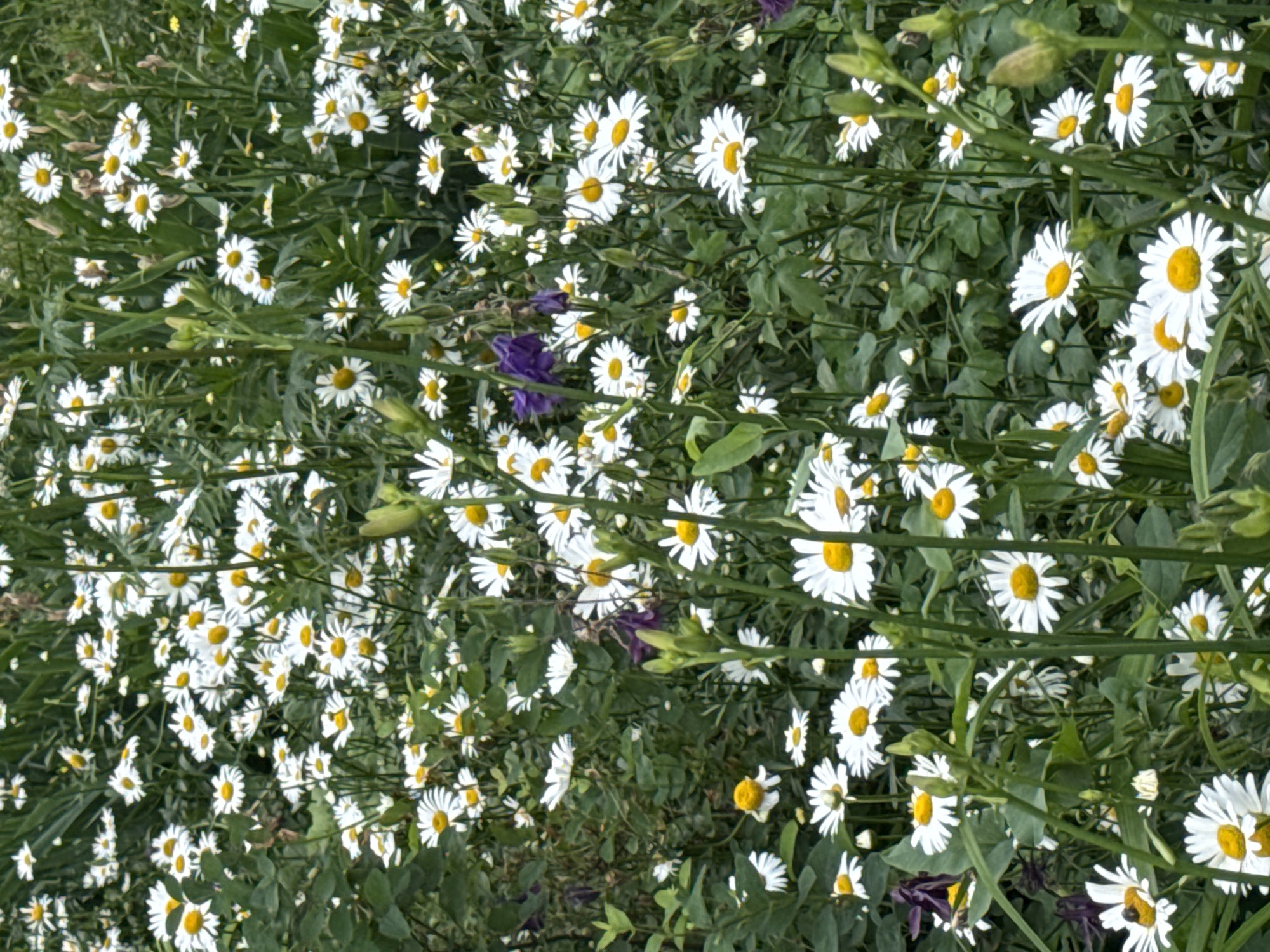 The image shows a dense field of white daisies with yellow centers. The flowers are in various stages of bloom, with some fully open and others still in bud. The daisies are interspersed with green foliage, creating a lush and natural setting. In the background, there are hints of darker green leaves and some taller, darker plants. A few purple flowers, possibly columbines, are also visible among the daisies, adding a touch of color contrast. The lighting suggests it is daytime, with a soft, diffused light, likely indicating an overcast sky or dappled shade. There are no people or animals visible in the image. The scene is characteristic of a natural meadow or garden area. This image depicts a natural setting within Chaikovsky, Russia, likely a park, garden, or undeveloped green space.