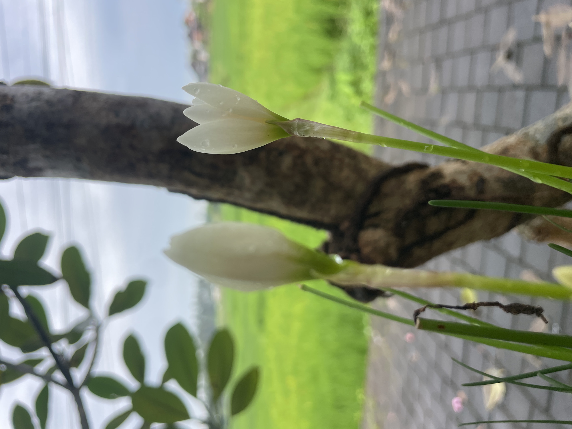 A close-up, vertically oriented photograph captures a serene natural scene featuring two white flower buds against a blurred outdoor background. The prominent subject is a slightly open white flower bud, positioned in the upper right quadrant, with delicate petals and visible water droplets. Below and slightly to its left is a second, closed white flower bud, also adorned with tiny water beads. Both flowers emerge from thin, vibrant green stems that show signs of moisture.
A thick, dark brown tree trunk or branch extends horizontally across the middle ground, providing a natural backdrop to the flowers. Beyond this, the background is softly blurred, revealing a verdant green field, possibly a rice paddy, on the right side, and a grey, checkered surface, likely a paved path or patio, on the left. The sky, visible in the upper portion of the frame, is bright and overcast, casting a soft, diffused light over the scene. In the lower left foreground, blurred dark green leaves add depth to the composition. The presence of water droplets on the flowers and stems suggests recent rain or morning dew, contributing to a fresh and peaceful ambiance. There is no visible text in the image.