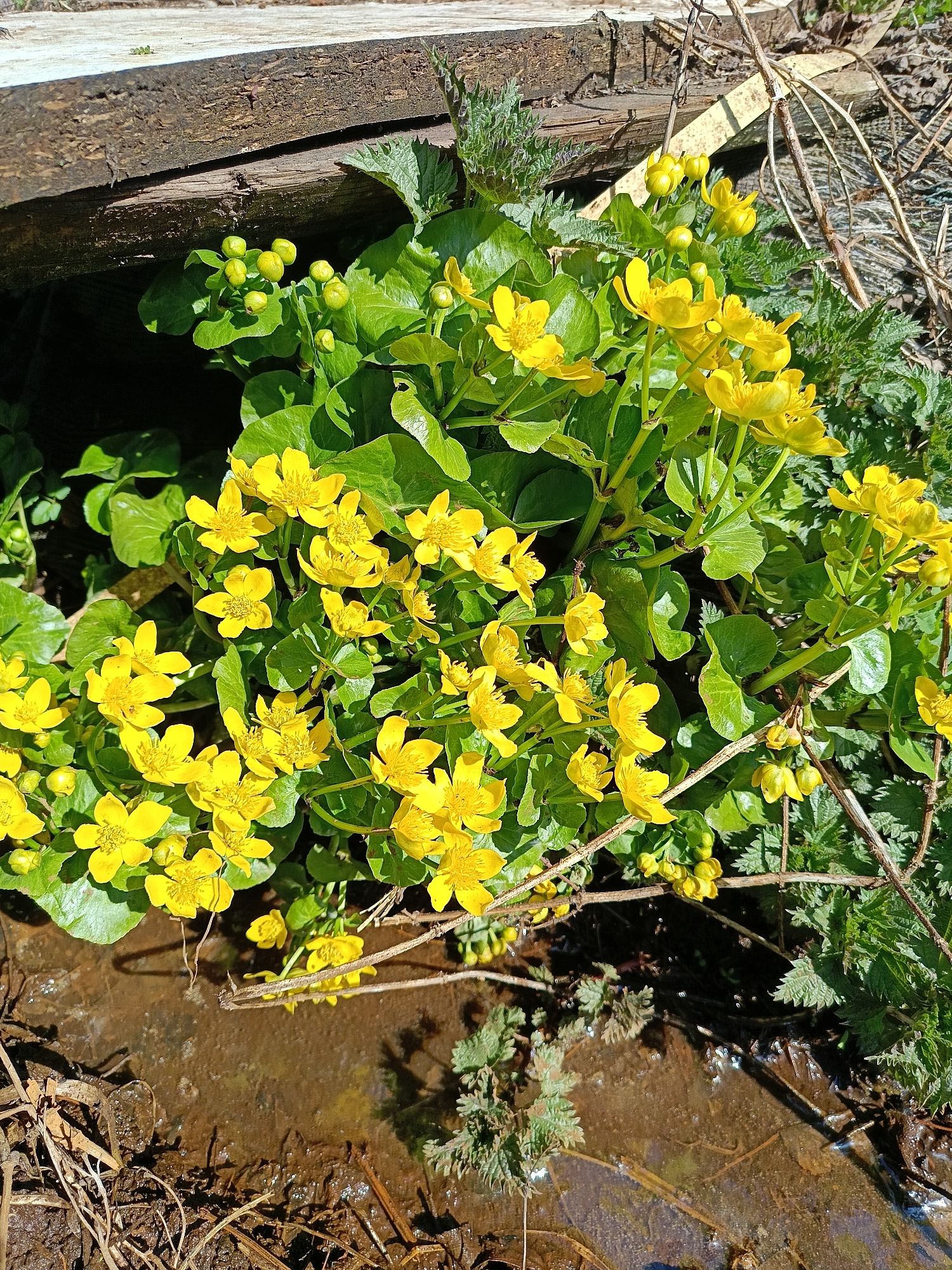 The image shows a clump of marsh marigolds (Caltha palustris) in bloom, growing near a wooden plank and a small body of water. The marigolds have bright yellow, star-shaped flowers and round, green leaves. There are also some nettles present near the marigolds. The location is likely a wet or marshy area, possibly a ditch or stream bank. No people are visible. While the prompt mentions the city of Chaikovsky, Russia, there is no information in the image itself to confirm this as the specific location.