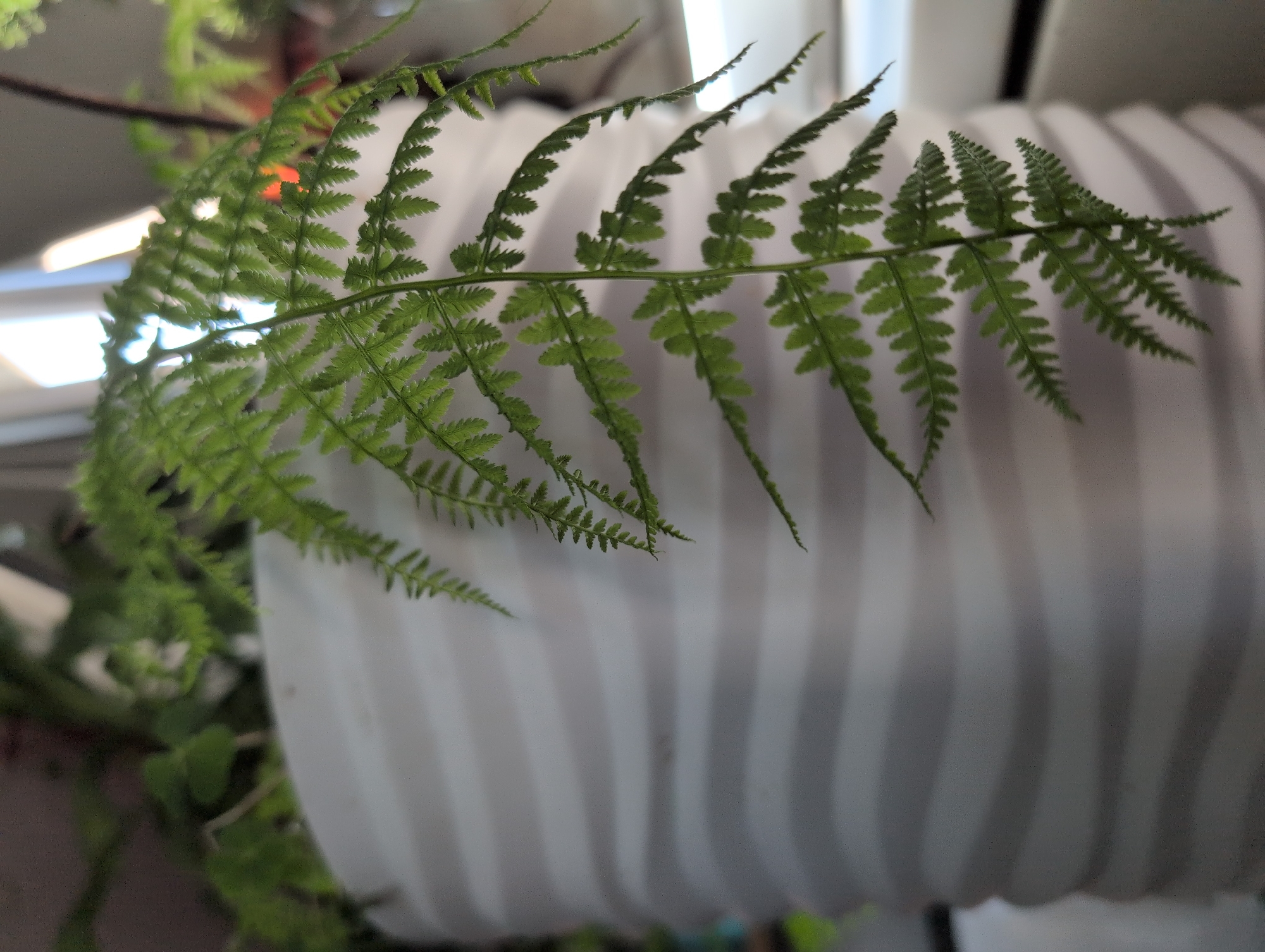 A close-up shot focuses on a delicate green fern frond extending from a white, horizontally ribbed planter. The planter appears to be made of ceramic or a similar material, with a textured, wavy surface. In the background, soft, diffused light streams from a window, illuminating the frond and the plant behind it. The scene is likely an indoor setting, possibly a windowsill or a shelf, in Saint Petersburg, Russia. There are no people or animals visible in the image. The overall atmosphere is serene and natural.