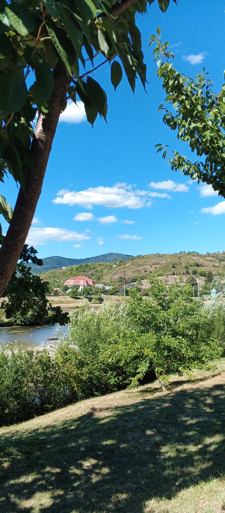 The image depicts a serene natural landscape with a river in the foreground, leading to a verdant hillside with scattered houses and a prominent red-roofed building. The sky is a clear, bright blue, dotted with fluffy white clouds. Lush green trees and foliage frame the scene, with a large tree trunk on the left and branches extending from the right. The ground in the immediate foreground is covered with grass, casting dappled shadows from the trees above. The scene is set in Mukachevo, Ukraine, offering a glimpse of its picturesque surroundings. No people or animals are visible in the image.