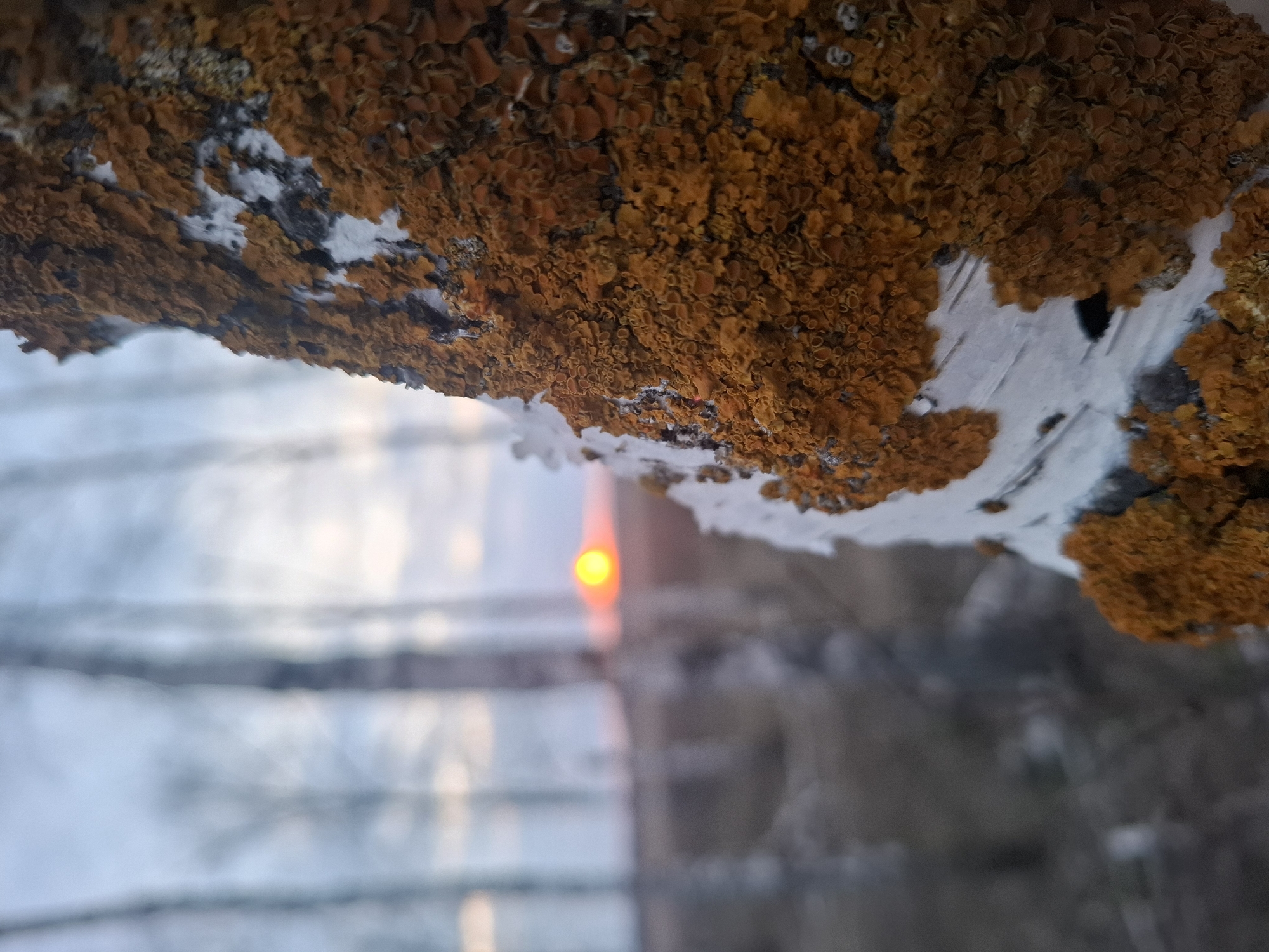 The image depicts a close-up view of a birch branch covered with orange lichen. The branch is positioned against a blurred background of what appears to be trees and a faint sunset or sunrise. The orange lichen is dense and textured, contrasting with the white and black bark of the birch branch. The background is washed out, suggesting a winter scene in Khlevnoe, Russia. The blurred light source could be a building's light, reflecting into the camera.