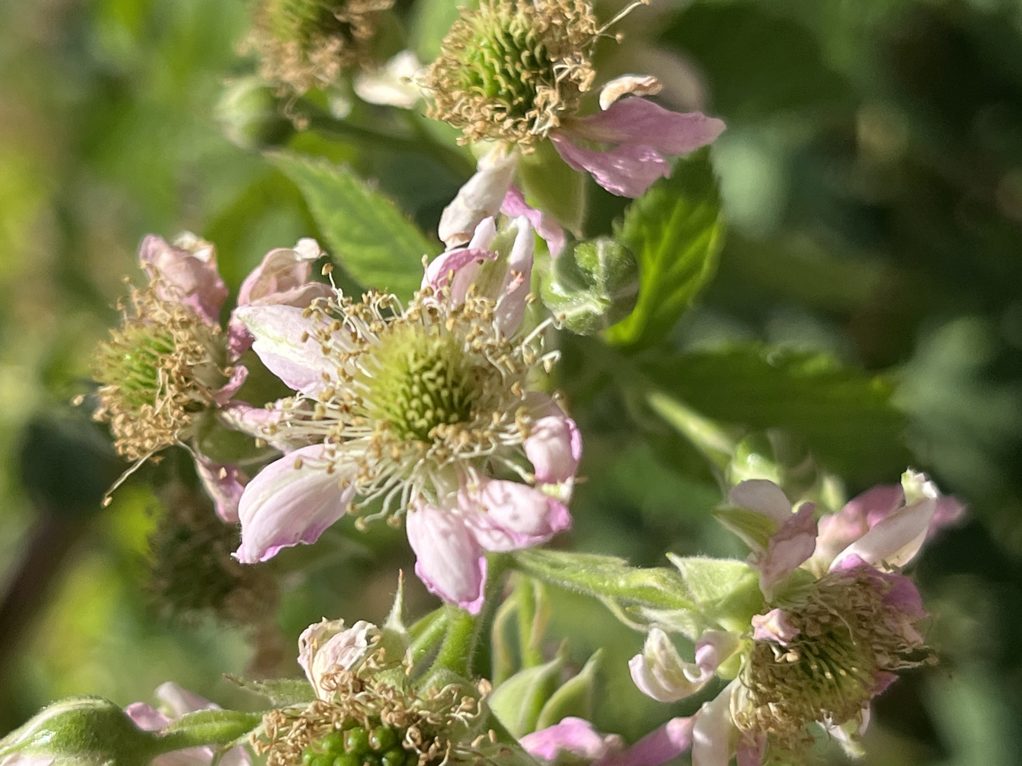 The image shows a close-up, shallow-depth-of-field photograph of several blackberry flowers and developing fruit. The flowers exhibit delicate pink-tinged white petals, many of which appear wilted or have begun to fall. The central reproductive parts of the flowers are prominent, with numerous stamens topped with brown anthers surrounding a green pistil. Some of the flowers have already developed into small, green, unripe blackberry fruits, characterized by their bumpy texture. The surrounding foliage is a vibrant green, with some areas blurred due to the shallow focus. The lighting suggests a sunny day, casting soft highlights on the petals and leaves. The scene is natural and outdoors, likely in a garden or natural setting. There is no information in the image to suggest a specific location within the city of Dnipro, Ukraine. No people or actions are depicted.