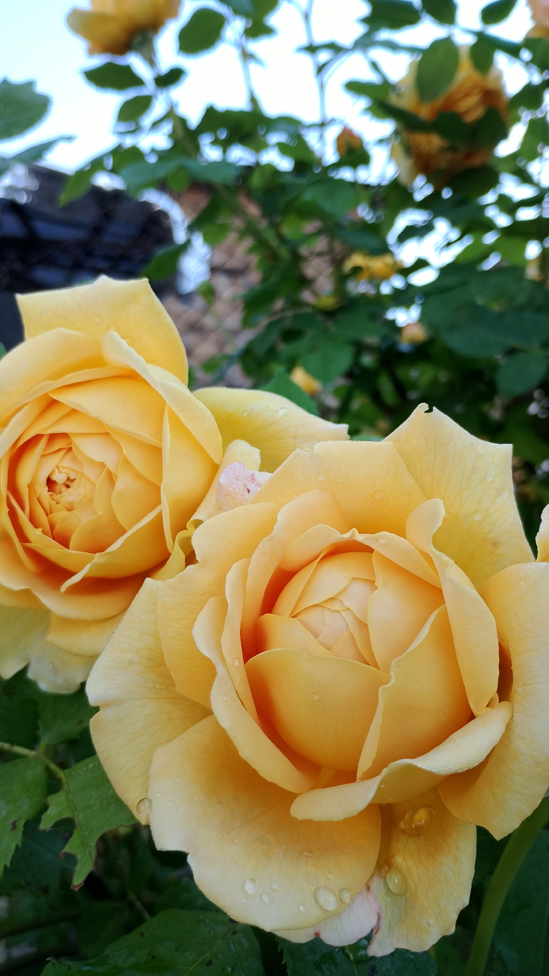 This is a close-up, vertical shot of two pale yellow roses, likely in bloom, set against a softly blurred background of green leaves and hints of sky. Water droplets are visible on the petals of the roses, suggesting recent rain or dew. The focus is sharpest on the rose in the foreground and the one immediately behind it, with other elements of the garden fading into a bokeh effect. The lighting appears natural, likely from an overcast day or diffused sunlight. No people or specific landmarks of Smolyan, Bulgaria, are visible in the image.