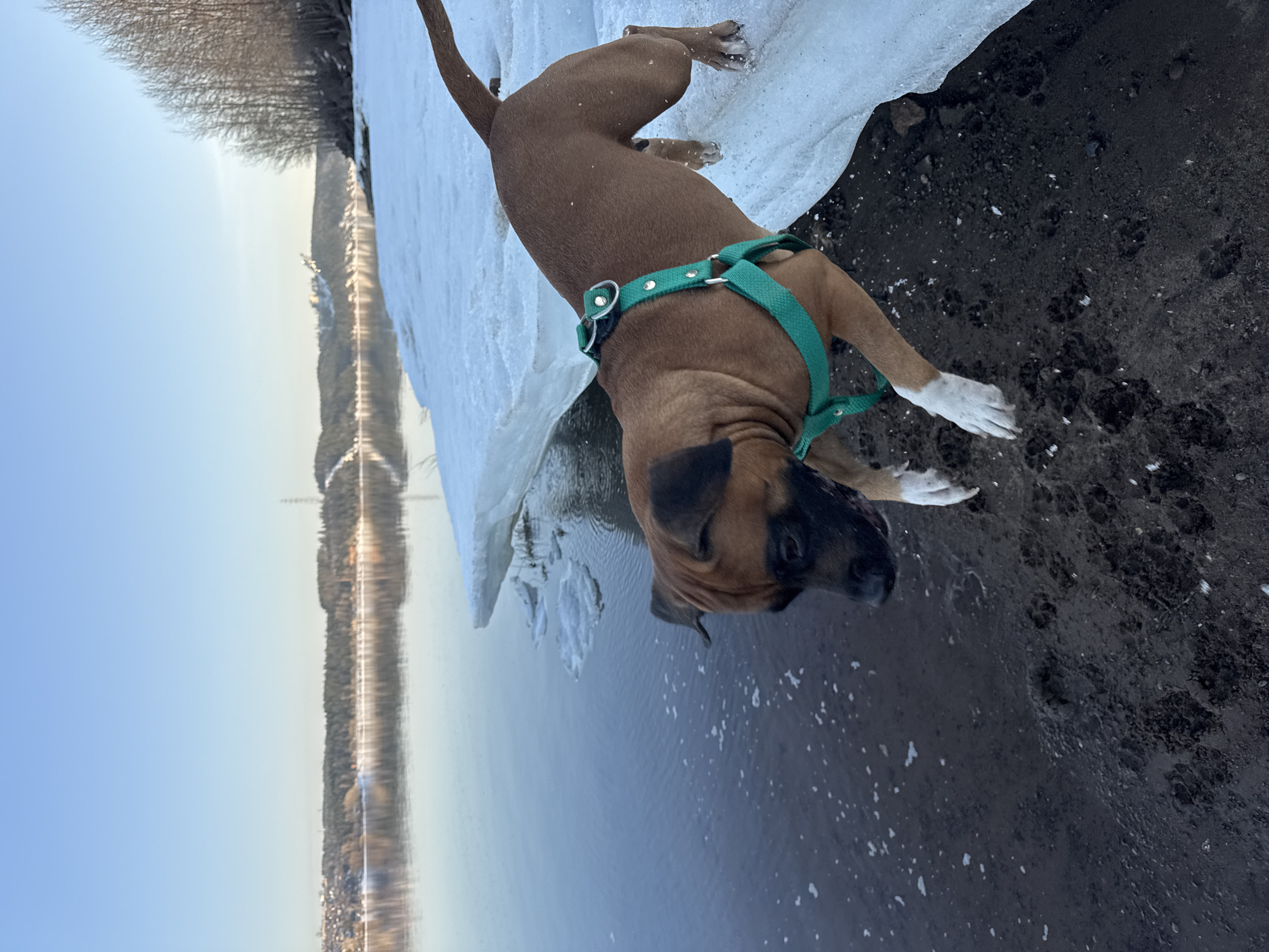 The image shows a brown boxer dog with a green harness standing on the edge of the Kama River in Chaikovsky, Russia. The dog is near a patch of melting ice on the riverbank. The river reflects a wooded shoreline. The sky is light blue. The ground is dark and muddy, showing dog tracks.