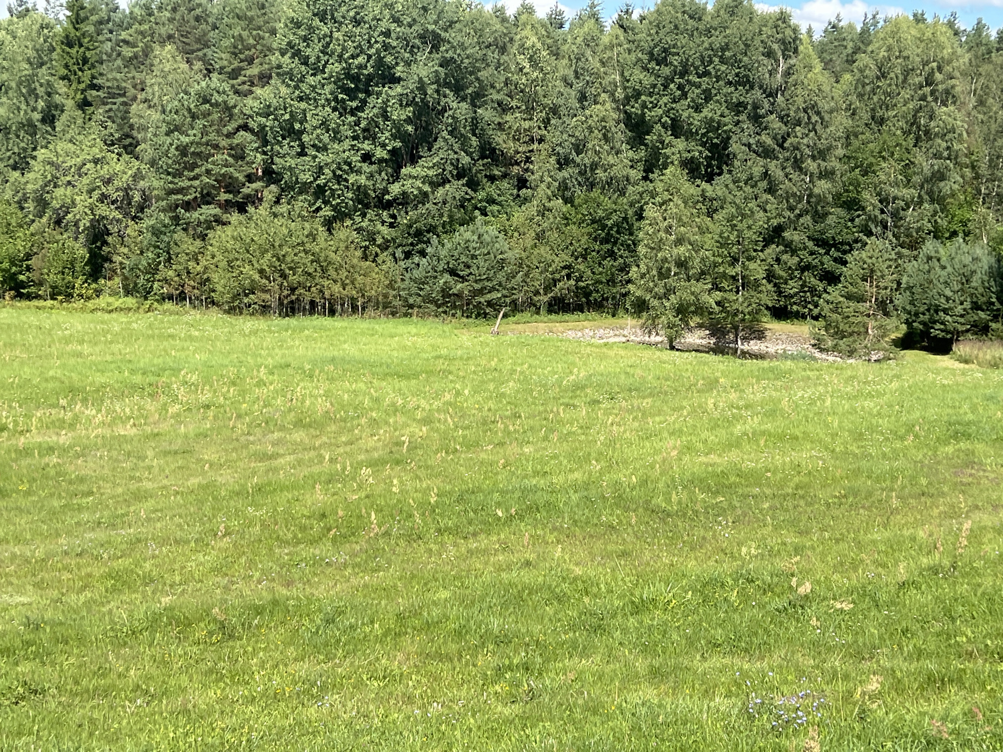 The image shows a verdant, sunlit meadow in front of a dense forest. The meadow is covered in lush green grass with scattered wildflowers and dried stalks of grass. The forest bordering the meadow is a mix of deciduous and coniferous trees, creating a textured backdrop of various shades of green. The sky is partially visible at the top, showing a few wispy clouds against a light blue backdrop. The scene appears to be a natural, rural landscape, likely in the vicinity of Norviliškės, Lithuania, given the typical scenery of the region. There are no people or man-made structures visible in the immediate foreground or meadow area. A thin, uneven line of rocks and debris is present at the edge of the forest, suggesting a natural transition zone. The overall impression is one of a peaceful, uncultivated natural environment.