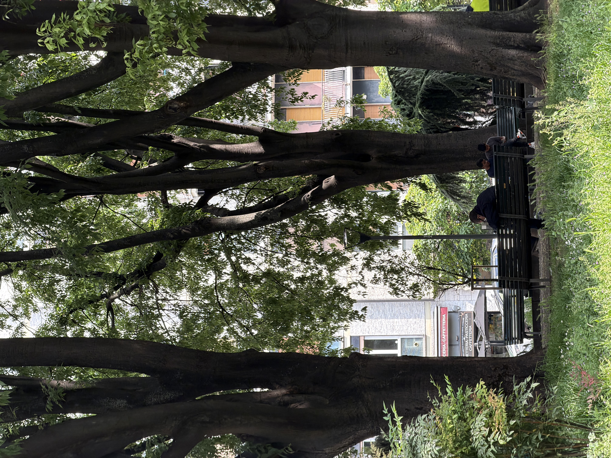 The image captures a vibrant daytime scene in what appears to be a park or tree-lined public space in an urban setting, identified by text as Milan, Italy. The dominant features are several massive, mature trees with thick, dark trunks and an extensive, interlocking canopy of branches and green leaves that fills much of the upper frame. Sunlight filters through the foliage, creating dappled light and bright highlights on the grass and tree trunks.
Underneath the shade of these large trees, several individuals are seated on dark green park benches on the right side of the frame. One person in a dark jacket is visible closer to the viewer, while two other people are further back on another bench, one in a grey top and the other in a lighter top. They appear to be resting or relaxing. The ground beneath the trees is covered with lush green grass, with some small wildflowers visible, particularly on the right.
Through the gaps in the dense tree canopy, various buildings are visible, suggesting an urban backdrop. One building in the upper-middle section features a facade with alternating light and dark panels. Another building is seen further down on the right.
A notable detail is the clear visibility of Italian text on a red sign belonging to a shop. The words "CAFFETTERIA" and "PASTICCERIA" are prominently displayed, indicating a café and pastry shop, with smaller text also mentioning "GELATERIA NATURALE E PRODOTTI TIPICI" (Natural Ice Cream and Typical Products). The scene is brightly lit by natural daylight, indicating clear weather. The overall mood appears peaceful and relaxed.