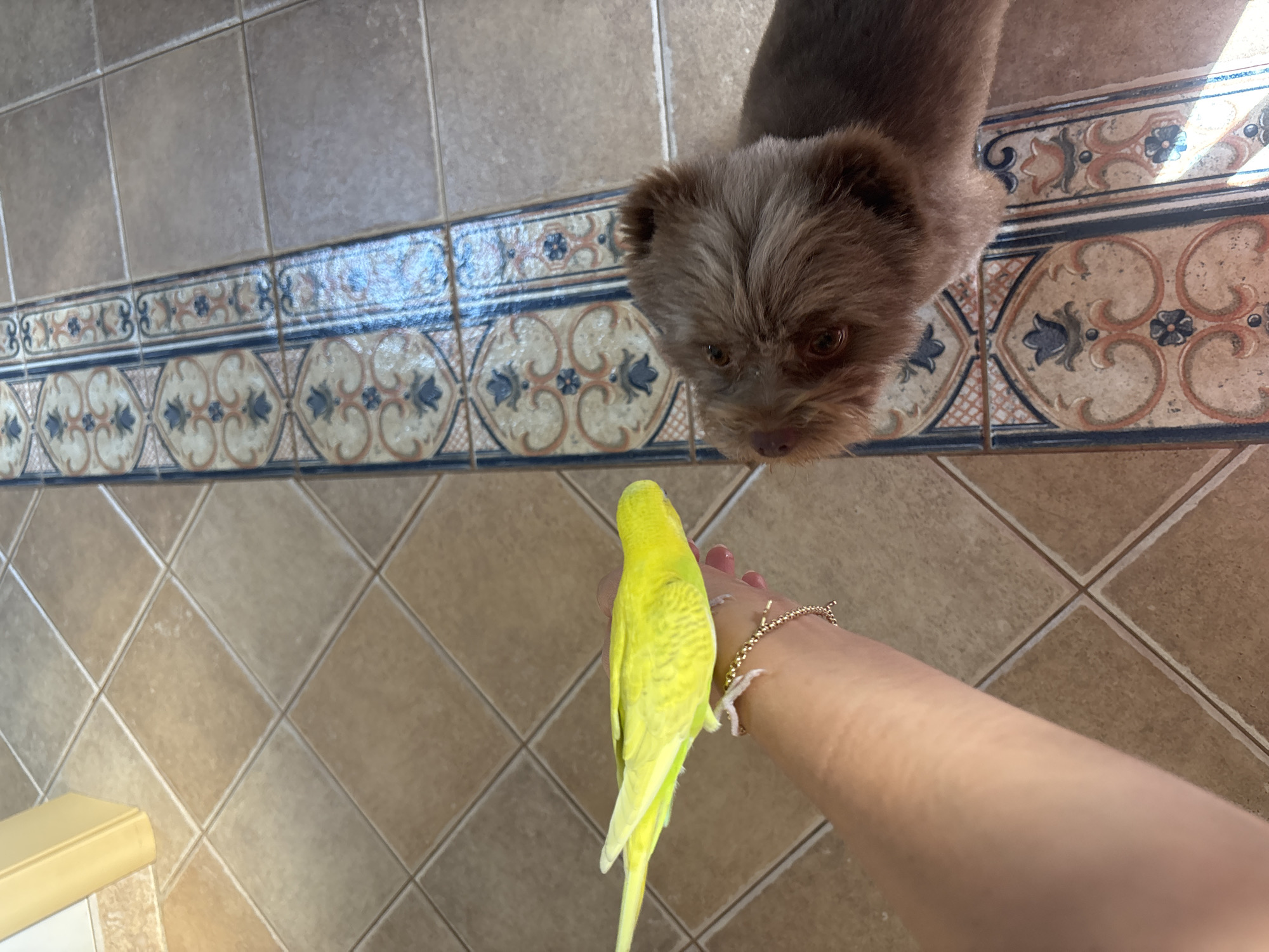 An overhead shot shows a person's arm holding a bright yellow budgie. The bird is facing away from the viewer, with its head turned to the side. The arm has a delicate gold bracelet on the wrist. To the right of the arm, a brown, fluffy dog is looking up at the bird with its head tilted. The scene takes place indoors, on a tiled floor. The tiles are a mix of neutral tones, with a decorative tile border running between the two sections of floor. The lighting suggests it is daytime, with sunlight streaming in from the right. The location is not specified.