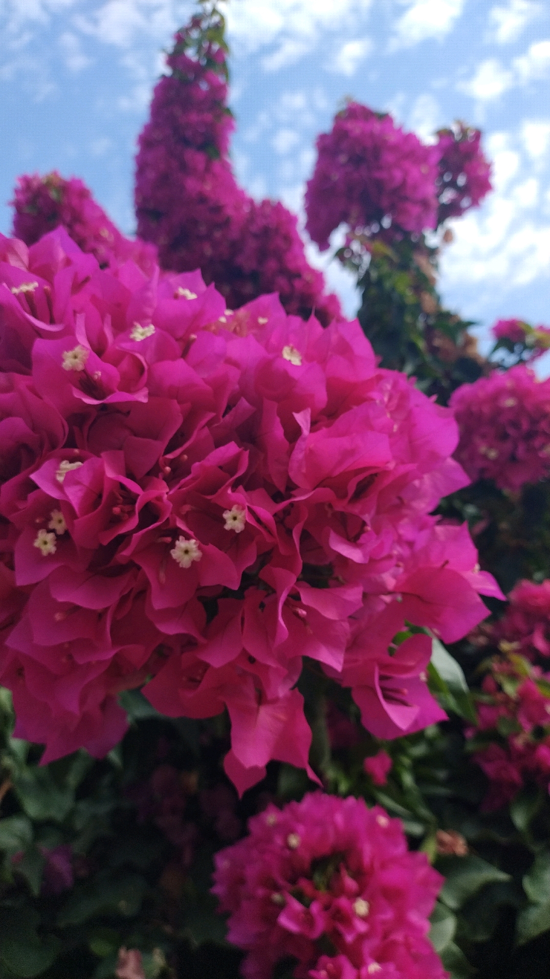 The image shows a close-up view of bright pink bougainvillea flowers against a bright blue sky with scattered white clouds. The bougainvillea is in bloom, with many individual flowers clustered together. The focus is on the flowers in the foreground, which are sharp and detailed, revealing their delicate petals and small, light-colored centers. In the background, more bougainvillea flowers and green foliage are visible, but they are out of focus, creating a soft, blurred effect. The sky is a clear, bright blue, with small, wispy white clouds suggesting a sunny day. This image was captured in Agia Triada, Greece, a coastal town known for its vibrant flora and scenic views.