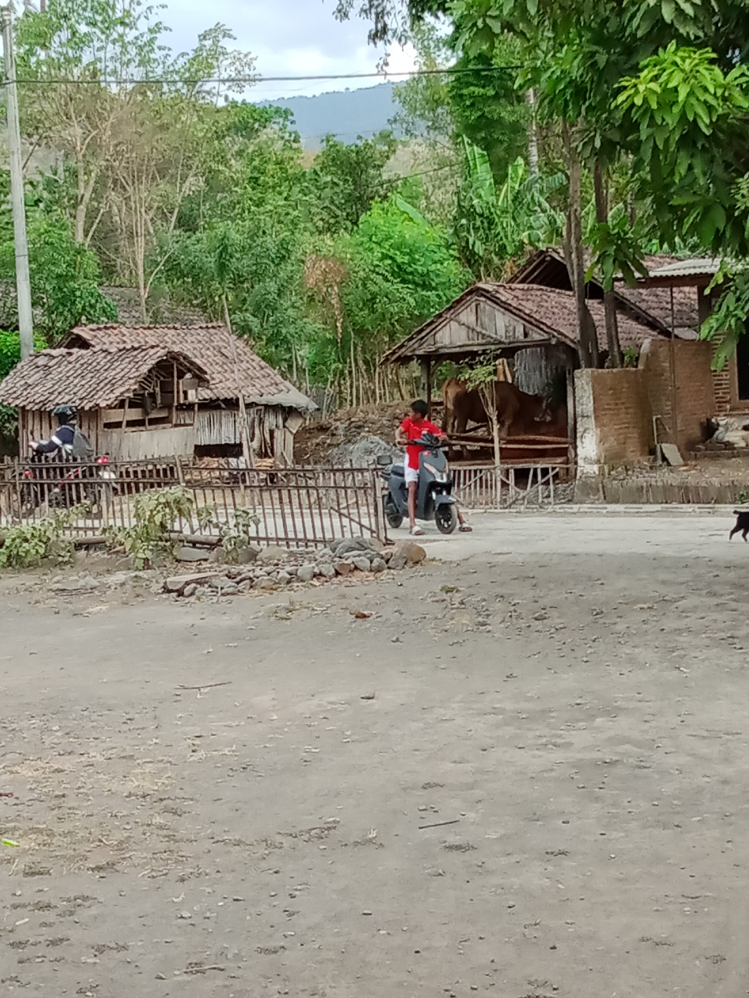 In Trebungan, Indonesia, a dusty, unpaved road fronts a rural scene. To the left, a person in a red shirt and white shorts is on a dark scooter, parked on the dirt road. Behind the scooter, a traditional wooden structure with a tiled roof is visible, fenced by metal bars. Further to the right, another similar wooden structure with a tiled roof stands, housing a brown cow. Adjacent to this structure is a wall of red bricks, and near it, a small, light-colored dog is lying down. The background is filled with lush green trees and vegetation, with a hazy hillside in the distance under an overcast sky.