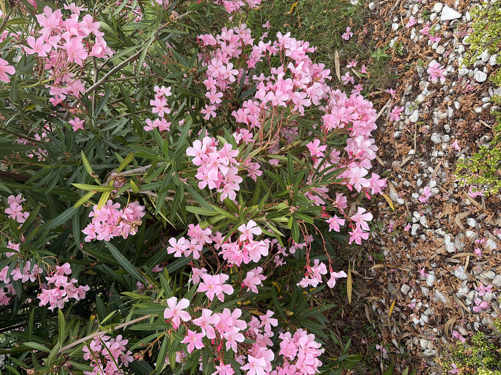This image shows a close-up view of a blooming oleander bush with numerous pink flowers and green, lance-shaped leaves. The bush is situated outdoors, likely in a garden or natural setting. The ground beneath the bush is covered with small white stones, dry brown leaves, and scattered pink petals. There is also a patch of green grass to the right. The scene appears to be a naturalistic, possibly semi-wild area. There are no people or animals visible. The lighting suggests it is daytime, with soft, diffused light. The location is the city of Sochi, Russia.