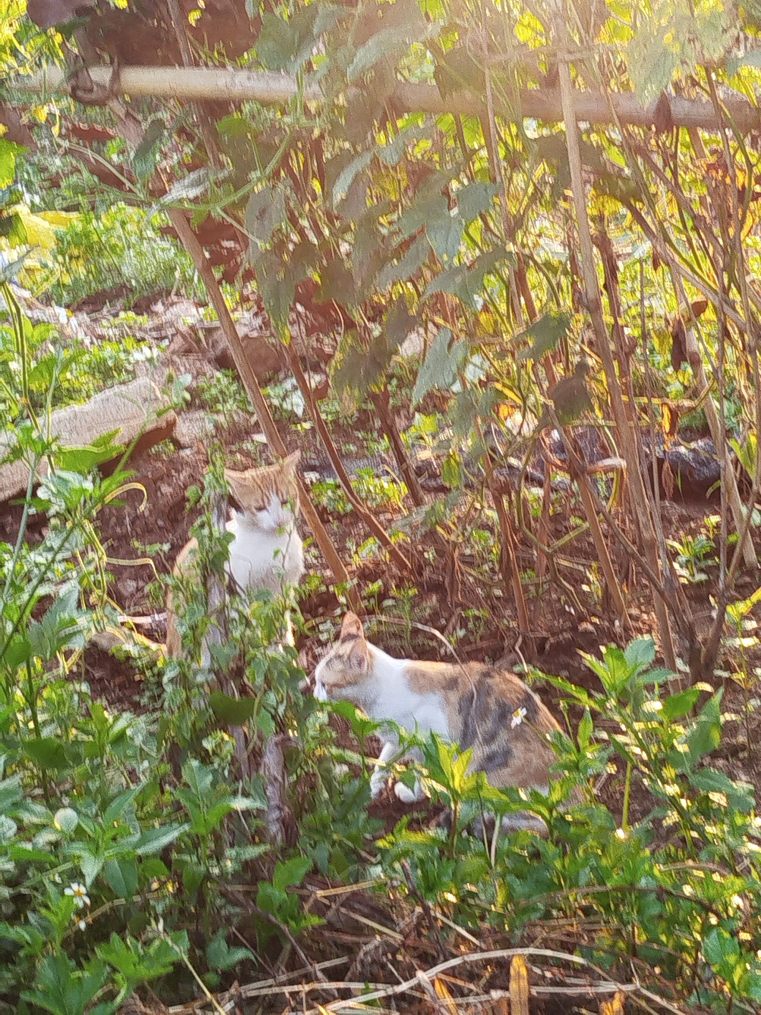 In Bờ Y, Vietnam, two cats are present in an overgrown outdoor area. One cat is standing behind a vine-covered support, while the other is walking through the vegetation. The setting includes dense foliage, branches, and a bamboo-like structure.