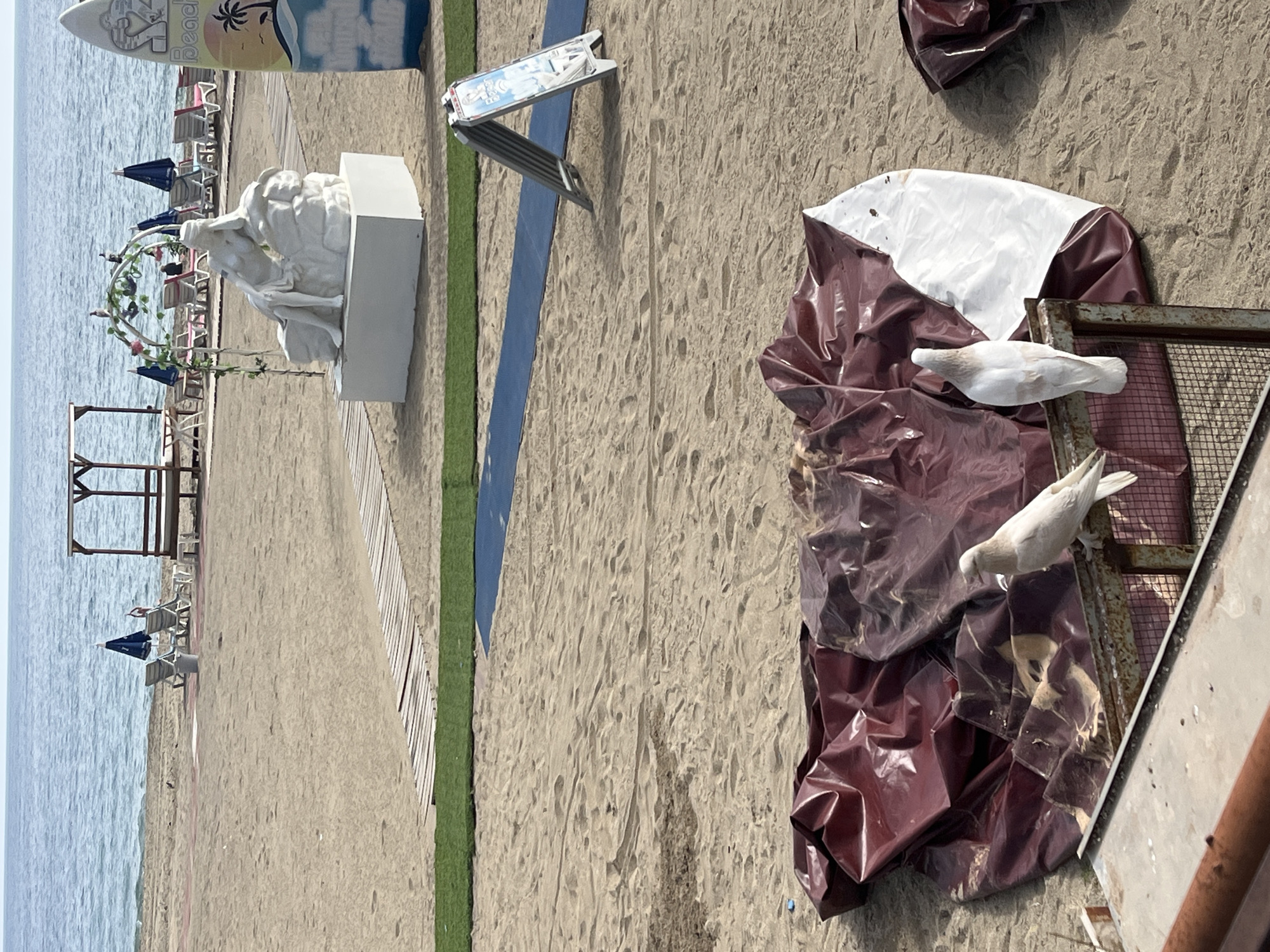 The image depicts a beach scene in Alanya, Turkey. In the background, there is a view of the ocean, sandy beach, beach chairs, and blue umbrellas. A decorative statue is positioned near the boardwalk. Close to the foreground are two white doves atop what appears to be a metal structure partially covered by a maroon and white tarp. The sand appears to be slightly disturbed in the foreground. A blue running track is visible between a green strip and the sand. A sign stands nearby.