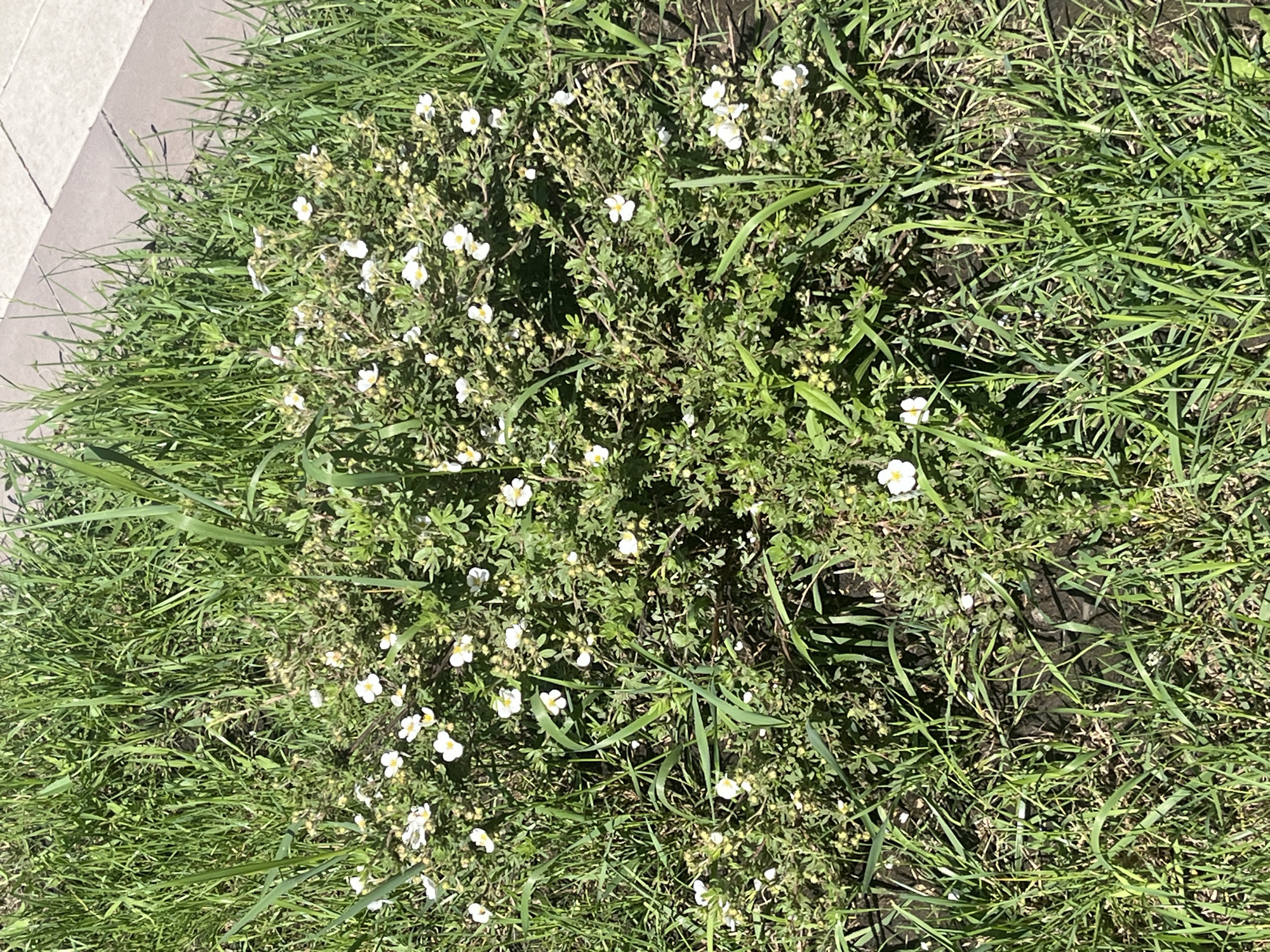 An overhead medium shot shows a dense, low-lying green shrub dotted with small white flowers growing in a patch of grass. The shrub is somewhat wild and overgrown, with some leaves and stems appearing brown and dry. The grass surrounding the shrub is also green and appears somewhat unkempt. A paved walkway, made of grey interlocking stones, is visible in the upper right portion of the image, adjacent to the grass and shrub. The scene is illuminated by natural daylight, casting shadows on the ground.