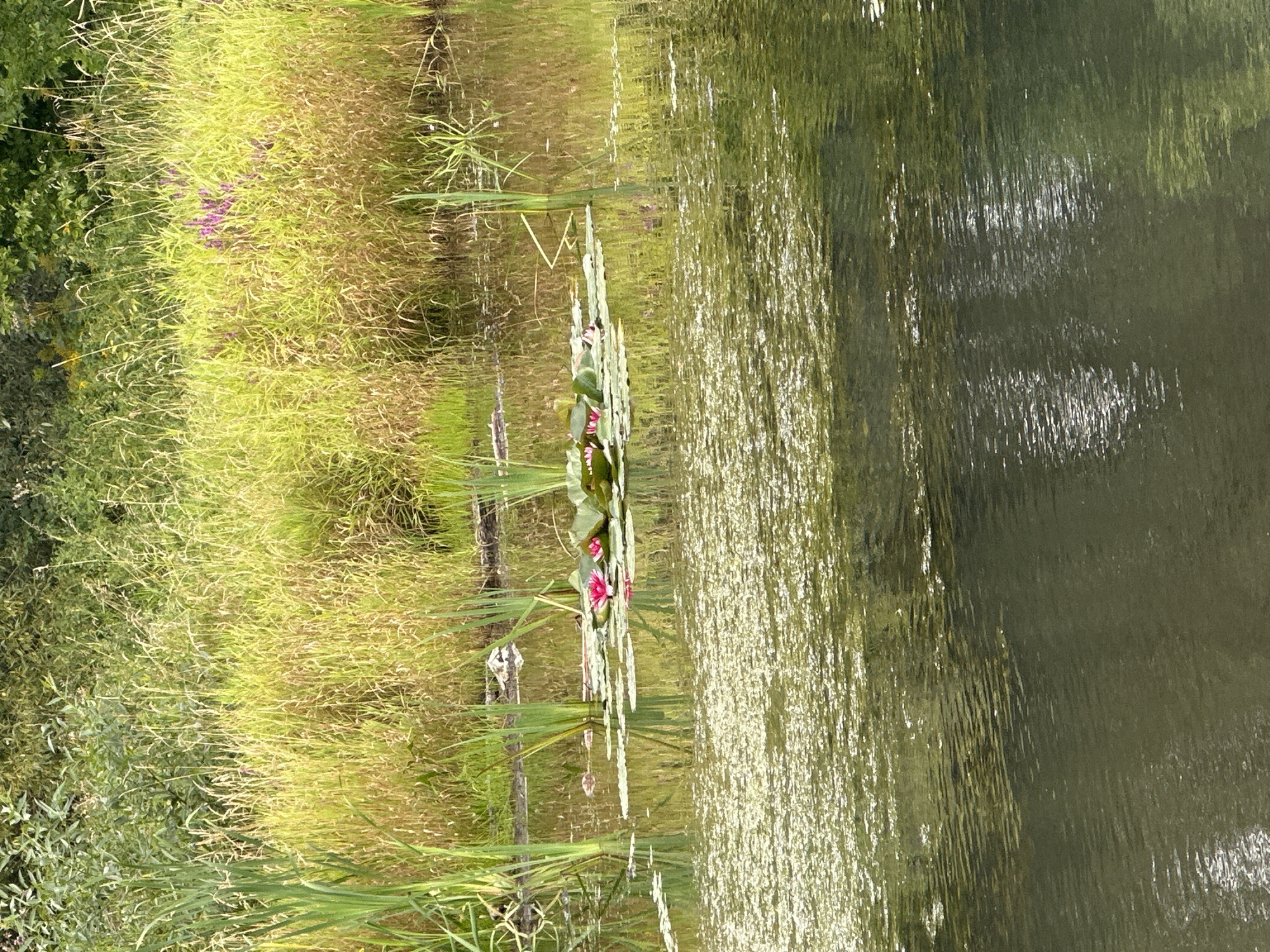 The image depicts a tranquil natural scene, likely a pond or slow-moving body of water, bordered by lush vegetation. In the foreground, the dark water surface is textured with ripples and a scattered film of lighter green organic matter. Further back, a cluster of lily pads floats on the water, supporting several bright pink water lilies, some in full bloom and others as buds. Tall, reedy plants with slender green stalks rise from the water's edge and extend into the background. Behind these reeds, a dense band of golden-green grasses and other tall plants forms a natural embankment. Amongst these grasses, small clusters of purple flowers are visible, adding a touch of color to the scene. The overall impression is one of peaceful, natural beauty. This specific location in Minsk, Belarus, is not identifiable from the visual information provided.