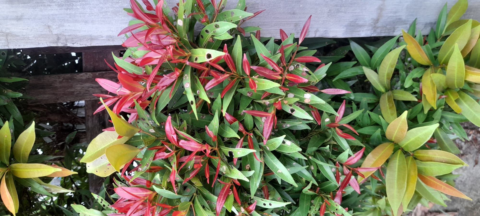 The image shows a close-up of a bush with vibrant red and green leaves, likely a photinia, positioned against a weathered wooden surface. Some leaves exhibit small holes. The location is Buketteukuh, Indonesia.