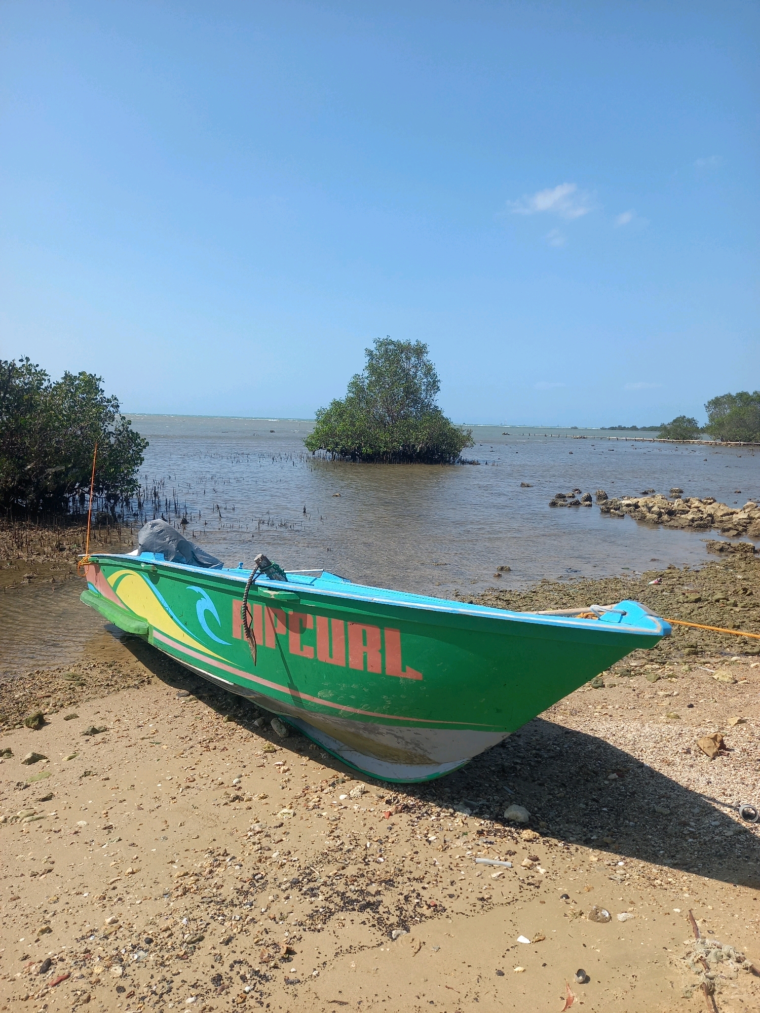 The image captures a bright, sunny day at a beach in Larangan Sorjan, Indonesia. The foreground is dominated by a colorful green and blue boat resting on the sandy shore. The boat has "RIP CURL" written in large orange letters on its side, along with some yellow and red decorative stripes and a blue wave design. A rope is tied to the bow of the boat, securing it to the land. The beach itself is composed of sand, small pebbles, and shells.
Behind the boat, the water is shallow and appears to be a mix of mud and water, with numerous thin, dark mangrove roots or stilts protruding from the surface. In the middle ground, a cluster of dense green mangrove trees stands in the water, creating a small island-like formation. Further in the background, more mangrove trees line the coast, and the horizon shows a hazy expanse of water under a clear blue sky with a few wispy clouds. The overall scene is tranquil and evokes a sense of a coastal, natural environment.