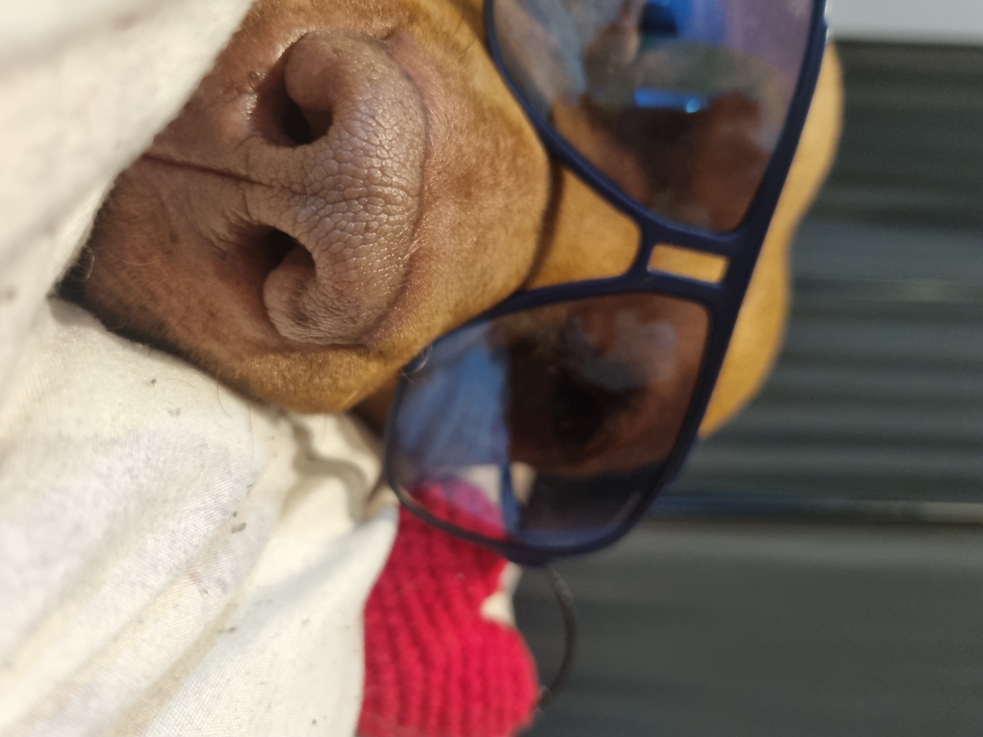 A close-up photograph captures the snout of a brown dog wearing blue sunglasses. The dog's nose is pink and wrinkly. The dog is partially covered by a white, possibly cotton, fabric. A small, red, textured item is visible near the bottom of the image. The background is out of focus, but a grey surface can be discerned. The location of the image is Unknown, Unknown.
