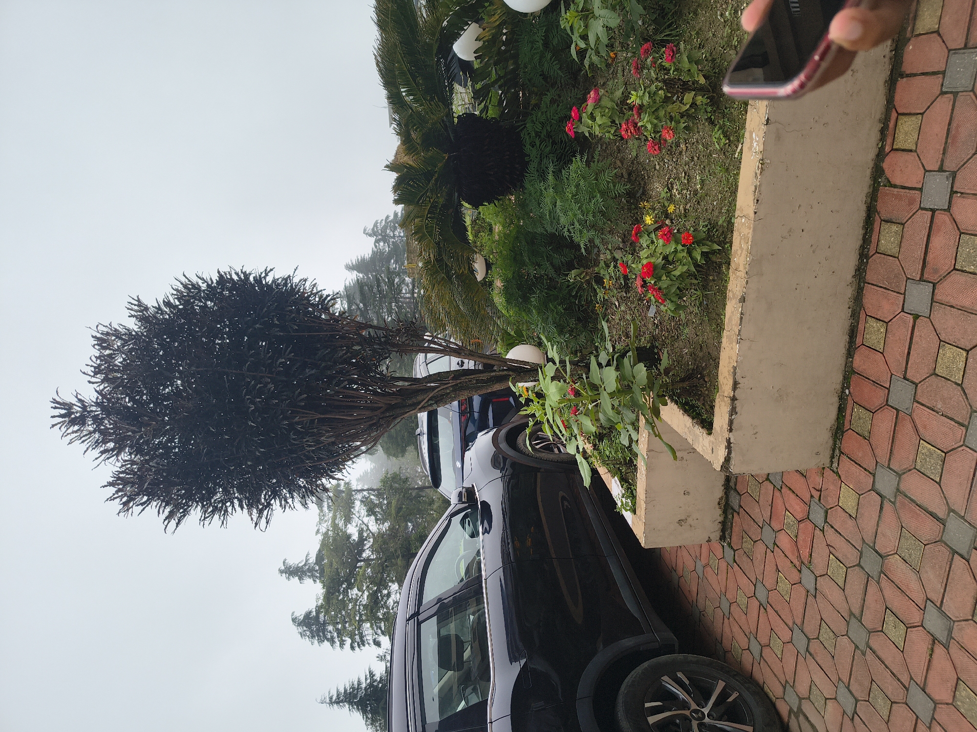 A black SUV is parked on a decorative brick paver driveway. In front of the SUV is a landscaped garden bed with a dark, bushy tree, a palm-like plant, and red flowers. The background shows a misty, overcast sky and tall evergreen trees, typical of a mountainous region. A person's hand holding a red-cased smartphone is visible in the lower right corner of the frame. The location is identified as Khaniara, India.