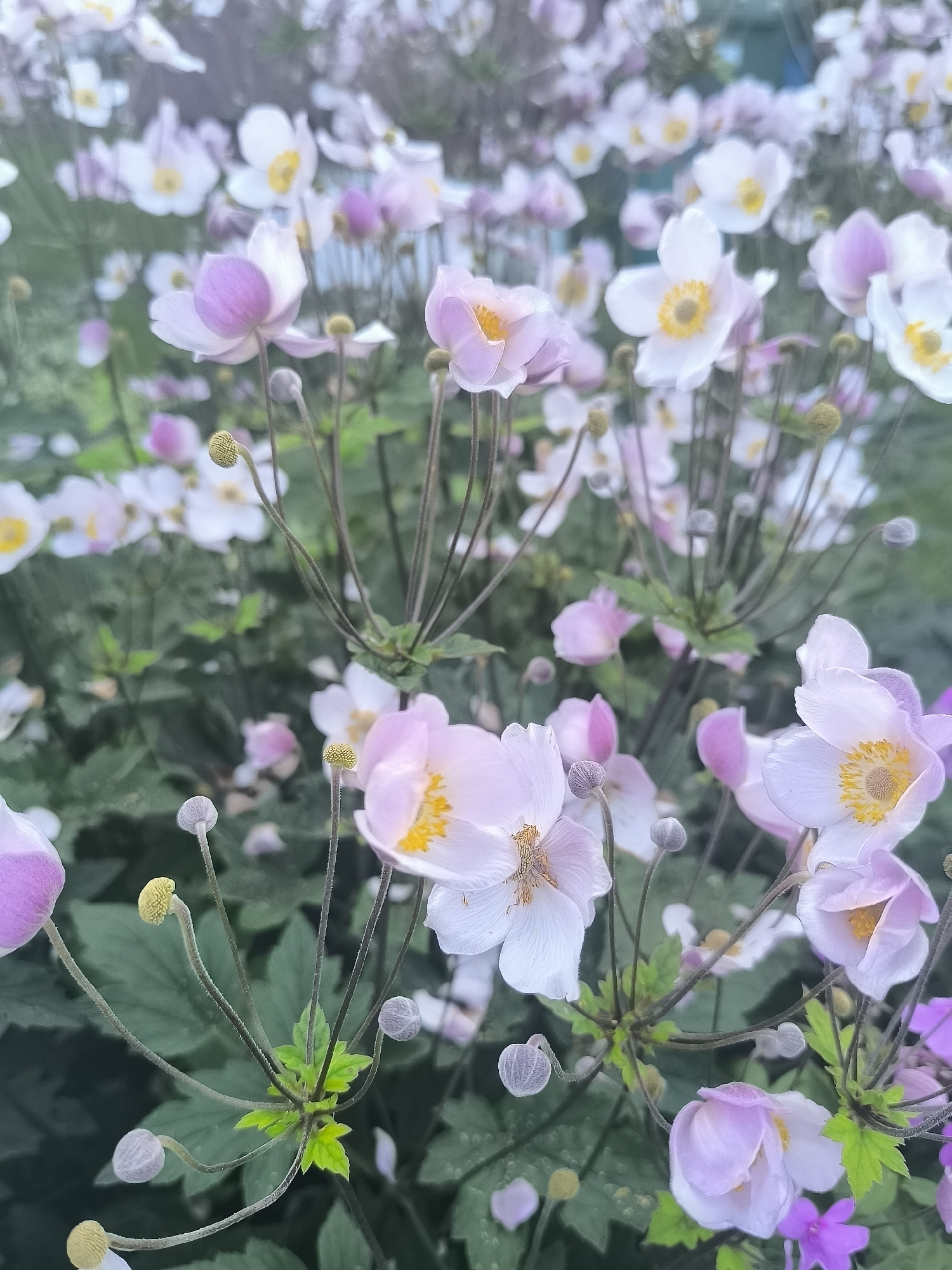 A close-up, shallow depth of field photograph captures a dense cluster of Japanese anemone flowers. The flowers, predominantly in shades of pale pink and white, have delicate petals surrounding a yellow central stamen. Some flowers are in full bloom, while others are in bud stage, appearing as round, fuzzy spheres. The background is softly blurred, showing more of the same flowers and green foliage, suggesting a garden or natural setting. The lighting is diffused, creating a soft, ethereal quality. The image does not contain any people, buildings, or specific landmarks that would indicate a precise location within Klaipėda, Lithuania. The scene is purely botanical, focusing on the intricate details of the flowers and their arrangement.