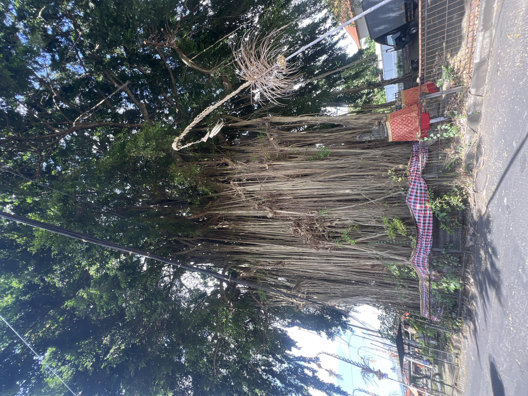 The image depicts a large banyan tree with numerous aerial roots cascading down. The tree is situated in a semi-urban environment, indicated by the presence of a road, a fence, and a truck in the background. A black truck is parked on the right side of the image, near a white fence. Red and gold ceremonial cloths are draped over what appears to be a shrine at the base of the tree, and a red and white checkered cloth is also visible along the fence. Several decorative elements, possibly related to local traditions, are hanging from the tree branches. The scene suggests a location in or around Mengwi, Indonesia, known for its cultural heritage and significant banyan trees. The overall atmosphere is one of natural grandeur combined with cultural elements.