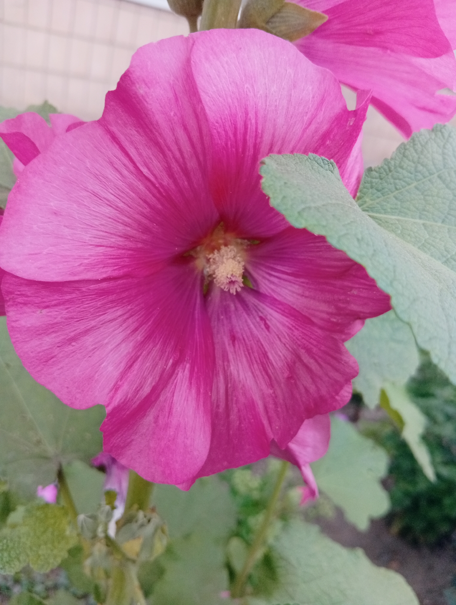 A close-up, eye-level shot features a vibrant pink hollyhock flower in full bloom, dominating the center of the frame. The flower's petals are broad and crinkled, with delicate veins running through them. In the center of the bloom, a cluster of yellow stamens is visible. To the right and partially obscuring the flower, a large, textured green leaf is present, its surface covered in a fine fuzz. Another pink hollyhock flower, slightly out of focus, is visible in the upper right corner, and a smaller, budding pink flower can be seen lower left, attached to a stem. The background is a soft blur of greens and browns, suggesting an outdoor garden setting, with a hint of a light-colored, possibly tiled, wall in the upper left. The lighting is even, with no harsh shadows.