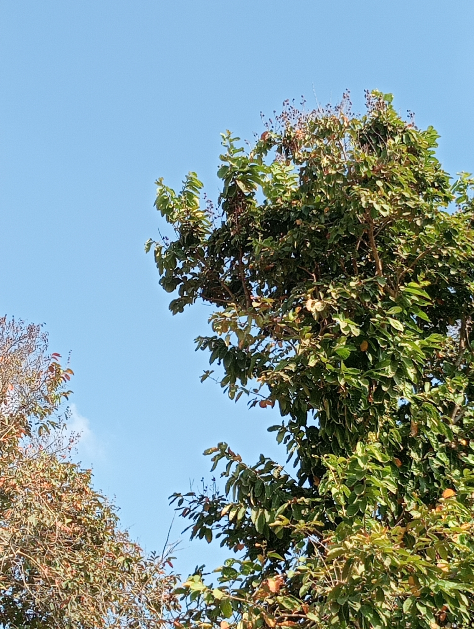 The image shows the upper branches and foliage of two trees against a clear blue sky. The tree on the right is dense with green leaves and some reddish-brown seed pods or small fruits. The tree on the left has sparser foliage with leaves that are a mix of green and reddish-brown, suggesting it might be shedding its leaves or is a different species. The trees are observed from a low angle, looking upwards. There are no people or visible structures in the image. The scene appears to be outdoors in a natural environment. The location of Taman Negeri, Indonesia, is mentioned, but there are no visual cues in the image to specifically confirm this location.