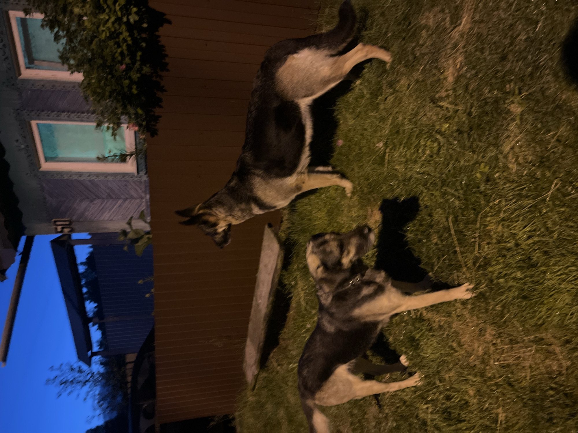 Two dogs, a German Shepherd and a mixed-breed dog, are standing in a grassy yard in front of a wooden fence at dusk. The German Shepherd is larger and stands on the right, facing left. The mixed-breed dog is smaller and stands on the left, facing right. The yard appears to be in a residential area, with a house visible in the background. The sky is dark blue, indicating that it is evening. A long, flat wooden plank is on the ground behind the dogs. The house has blue siding and two windows. A fence with a number "50" is visible on the right side of the frame.