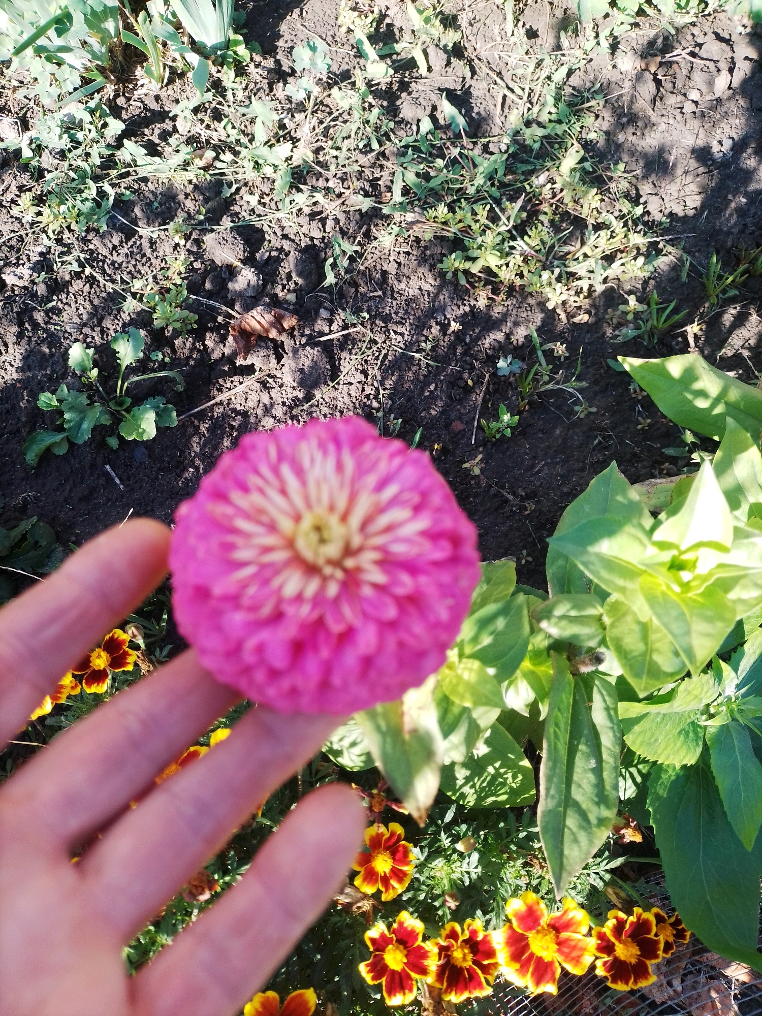 A close-up, top-down view captures a pink zinnia flower, partially obscured by a hand, held over a garden bed. The flower, in focus, exhibits layered petals with a cream-colored center. Below and to the right, several marigold flowers with yellow and red petals are visible, as well as green foliage and dark soil. The scene is set in the city of Velyka Bahachka, Ukraine. The lighting suggests it is daytime, with shadows cast on the soil. No other people or animals are present.
