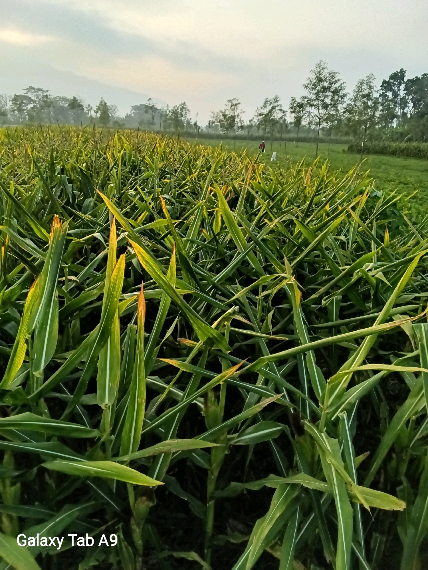 This is an eye-level, medium shot of a cornfield at sunrise, located in Bendo, Indonesia. The foreground is dominated by dense green corn stalks with some yellowing leaves, suggesting the crop is nearing harvest. The stalks are positioned at various angles, creating a sense of depth and texture. In the mid-ground, a few trees are visible, and two figures are present. One figure, wearing a red garment, appears to be a farmer. The other figure is white and could be a scarecrow. Beyond the field, a line of trees forms the horizon under a hazy, overcast sky. The overall atmosphere is serene and rural. The bottom left corner of the image displays the text "Galaxy Tab A9".