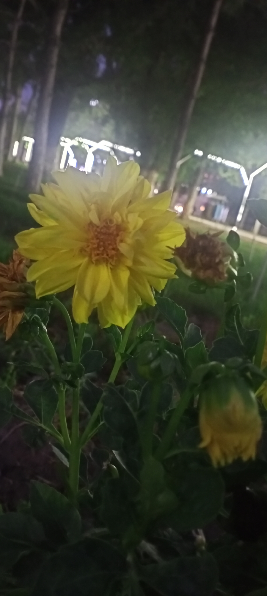 A close-up shot captures a bright yellow dahlia flower in full bloom, its petals unfurling outwards from a textured, reddish-brown center. The flower is the dominant subject, positioned slightly to the left of the frame. Several dark green leaves and stems form the lower portion of the image, with one unfurled bud visible to the right, showing hints of yellow. In the background, out of focus, are trees and modern streetlights, suggesting an outdoor setting in a park or along a street at night. The lighting from the streetlights creates bokeh effects and illuminates the scene with a cool, artificial glow. The overall impression is one of a cultivated garden space within an urban environment in Sokuluk, Kyrgyzstan, at nighttime.
