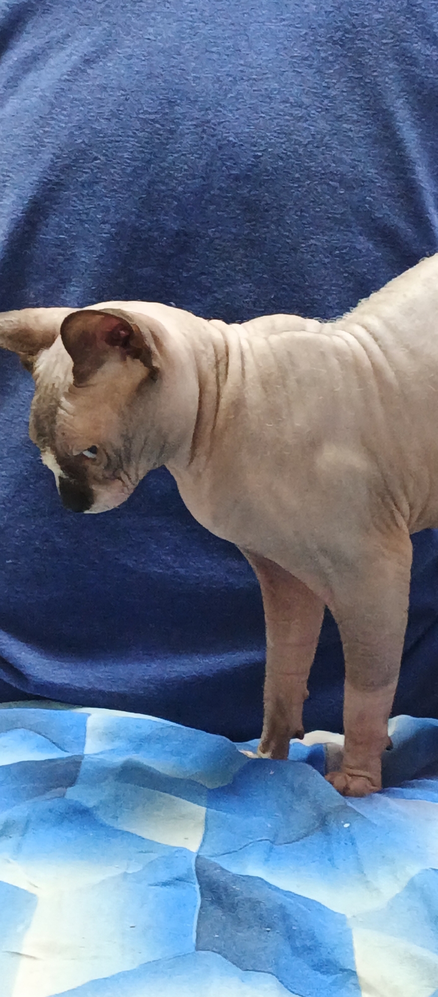 A Sphinx cat stands on a blue and white checkered fabric. The cat is facing left, with its head down. The cat has light pink skin and dark brown markings on its face and ears. The background is a dark blue fabric. The image appears to be taken indoors, possibly in a home setting. The specific location in Beregovoe, Ukraine cannot be determined from the visual information provided.