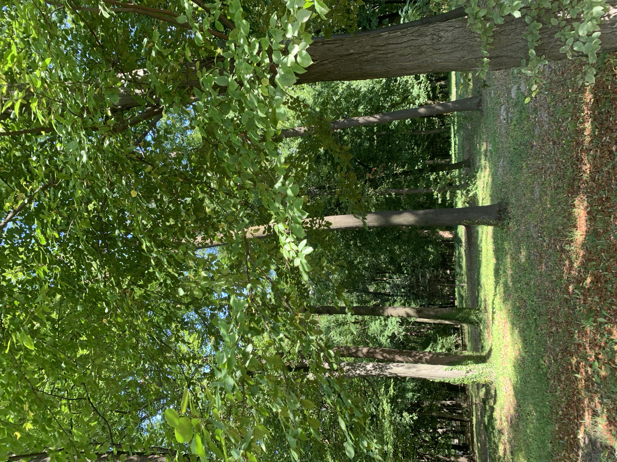 The image depicts a sun-dappled clearing in a park, likely in Lviv, Ukraine, characterized by a dense canopy of lush green trees. The ground is covered with a mix of grass and fallen leaves, with patches of sunlight illuminating the scene. Several tree trunks of varying thickness are visible, some with ivy climbing their bases. The overall impression is one of a serene, natural environment within an urban setting. There are no people or animals visible in the image. The lighting suggests it is daytime, with the sun filtering through the leaves.