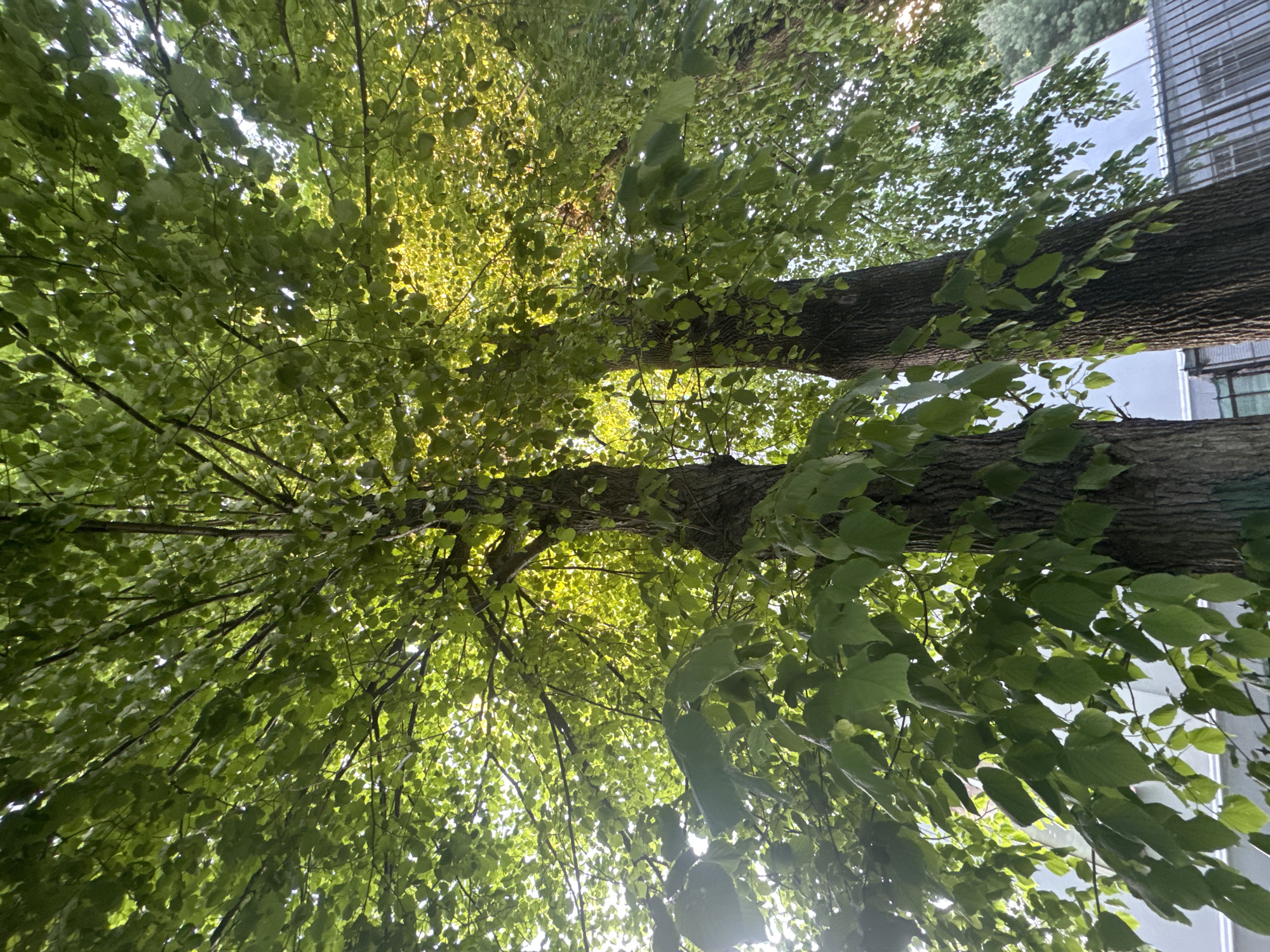 The image shows a view looking up through two trees. The trees have green leaves and dark brown trunks. Sunlight shines through the leaves, creating bright spots. In the background, a building is visible. The location is Unknown, Unknown.