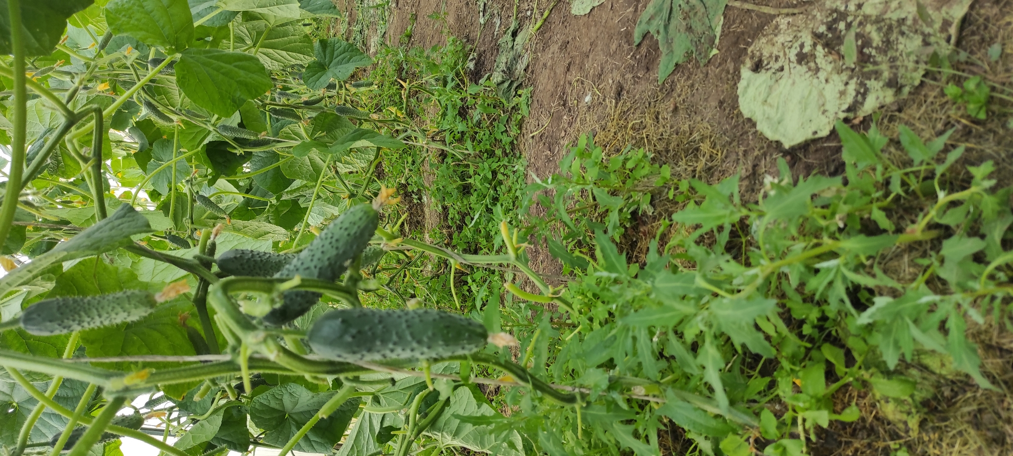 The image shows a close-up, low-angle view of a cucumber plant growing in what appears to be a greenhouse or an outdoor garden. Several cucumbers are visible on the vine, some small and developing, others larger and more mature. The cucumbers are green and bumpy, characteristic of the fruit. The plant has large, green leaves and thin, winding vines that are supported by a structure, possibly a trellis or stakes. Small yellow flowers are also present on the plant, indicating it is in bloom and producing fruit.
The background is a mix of the plant's foliage, the soil, and some other green plants growing in the area. The soil is brown and appears somewhat dry in places, with some scattered dead leaves or straw. The overall impression is that of a thriving garden or agricultural setting, likely in a rural or semi-rural location. The lighting suggests it is daytime, with soft, diffused light, possibly indicating an overcast day or shade within a greenhouse.
There is no visible text in the image. The location context is provided as Перевозное, Russia, which aligns with the agricultural subject matter. The scene depicts the natural growth process of cucumbers. There are no people or animals visible in the frame. The focus is entirely on the cucumber plant and its developing fruit.