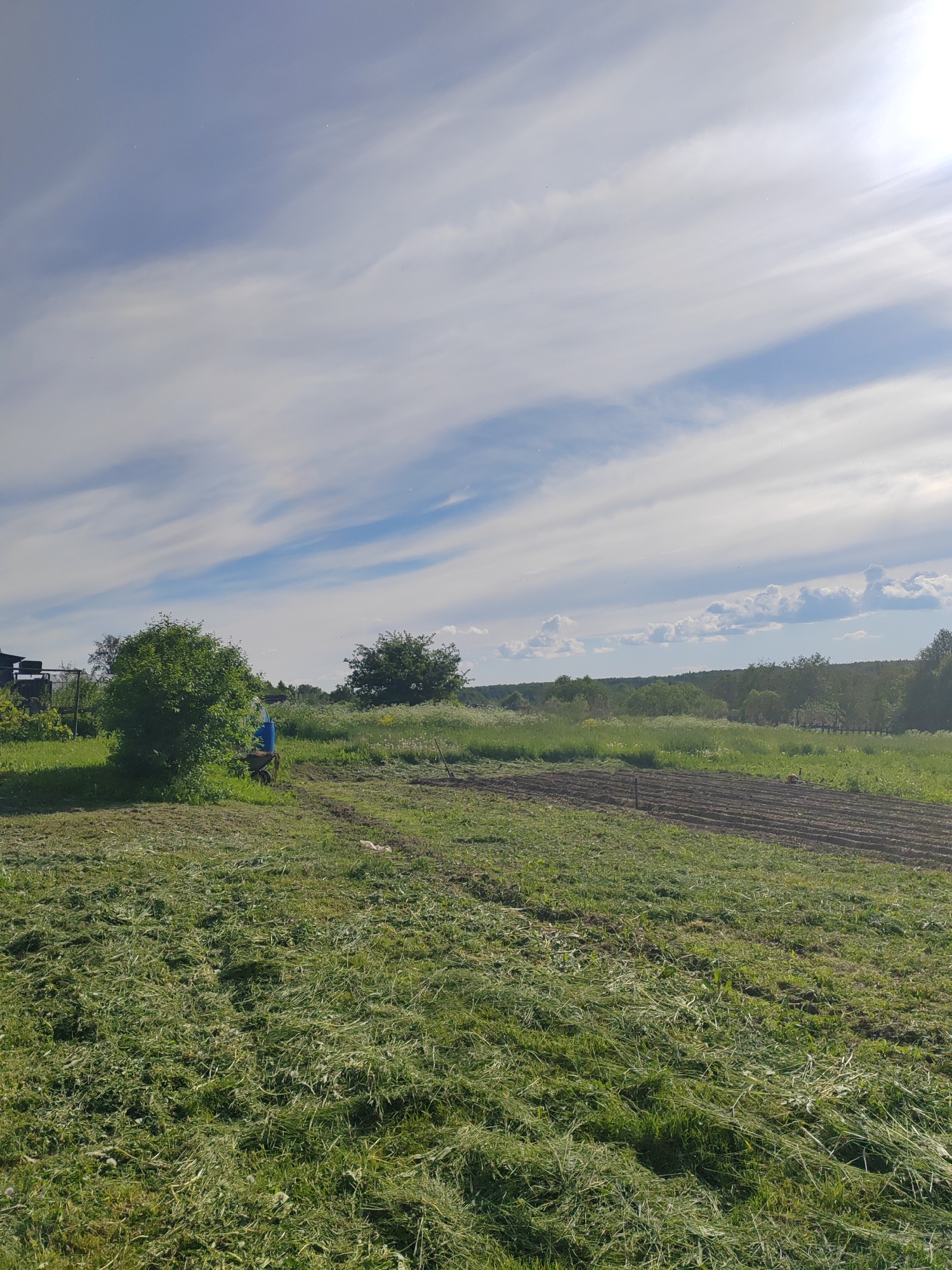 The image presents a sunlit outdoor rural landscape, characterized by a mix of cultivated land and natural vegetation under a wide sky. In the immediate foreground, a large area of green grass has been recently mowed, with visible clippings scattered across the ground. To the right of this mowed section, a patch of dark, tilled soil is laid out in neat rows, suggesting a garden plot prepared for planting.
The midground features a vibrant green bushy tree on the left, beside which a blue object, possibly a large bucket or barrel, rests on a wheelbarrow. Beyond this, a field of green grass with scattered white wildflowers stretches towards the horizon. Another larger, darker green tree stands in the mid-right. A faint glimpse of a dark structure, likely a building's roof, is visible on the far left edge of the image.
The background is defined by a dense, dark green forest or tree line extending across the entire horizon. Above, the sky displays a bright blue with numerous long, streaky white clouds that create an expansive, airy feel. The sun, partially visible as a bright glare in the upper right, indicates a clear, sunny day, likely morning or afternoon. No people are visible, but the freshly cut grass and tilled soil suggest recent human activity related to gardening or land maintenance. There is no visible text in the media file.