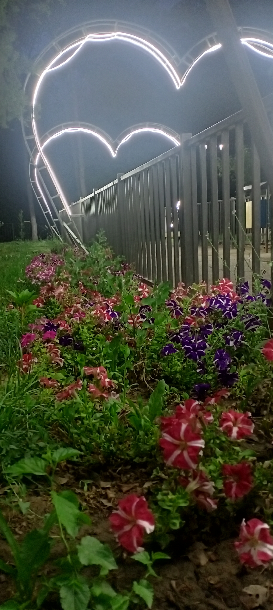 This image depicts an outdoor scene at night, likely in a park or public garden, given the presence of manicured flower beds and a decorative structure. The most prominent feature is a large, illuminated heart-shaped sculpture that arcs across the upper portion of the frame. The sculpture is outlined with bright white lights, creating a glowing effect against the dark night sky.
In the foreground, a dense bed of flowers is visible. The flowers are predominantly petunias, with a variety of colors including deep purple, pink, and white with red stripes. They are arranged in a lush display, interspersed with green foliage.
A tall, metal fence runs horizontally across the middle ground of the image, separating the flower bed from what appears to be a walkway or another area beyond. The fence is constructed of vertical metal bars.
Behind the fence, the background is dark and indistinct, suggesting trees or other vegetation. There are a few faint, glowing orbs visible in the distance through the fence, possibly other lights or reflections. The overall impression is of a romantic or festive nighttime setting.
This image is located in Sokuluk, Kyrgyzstan.