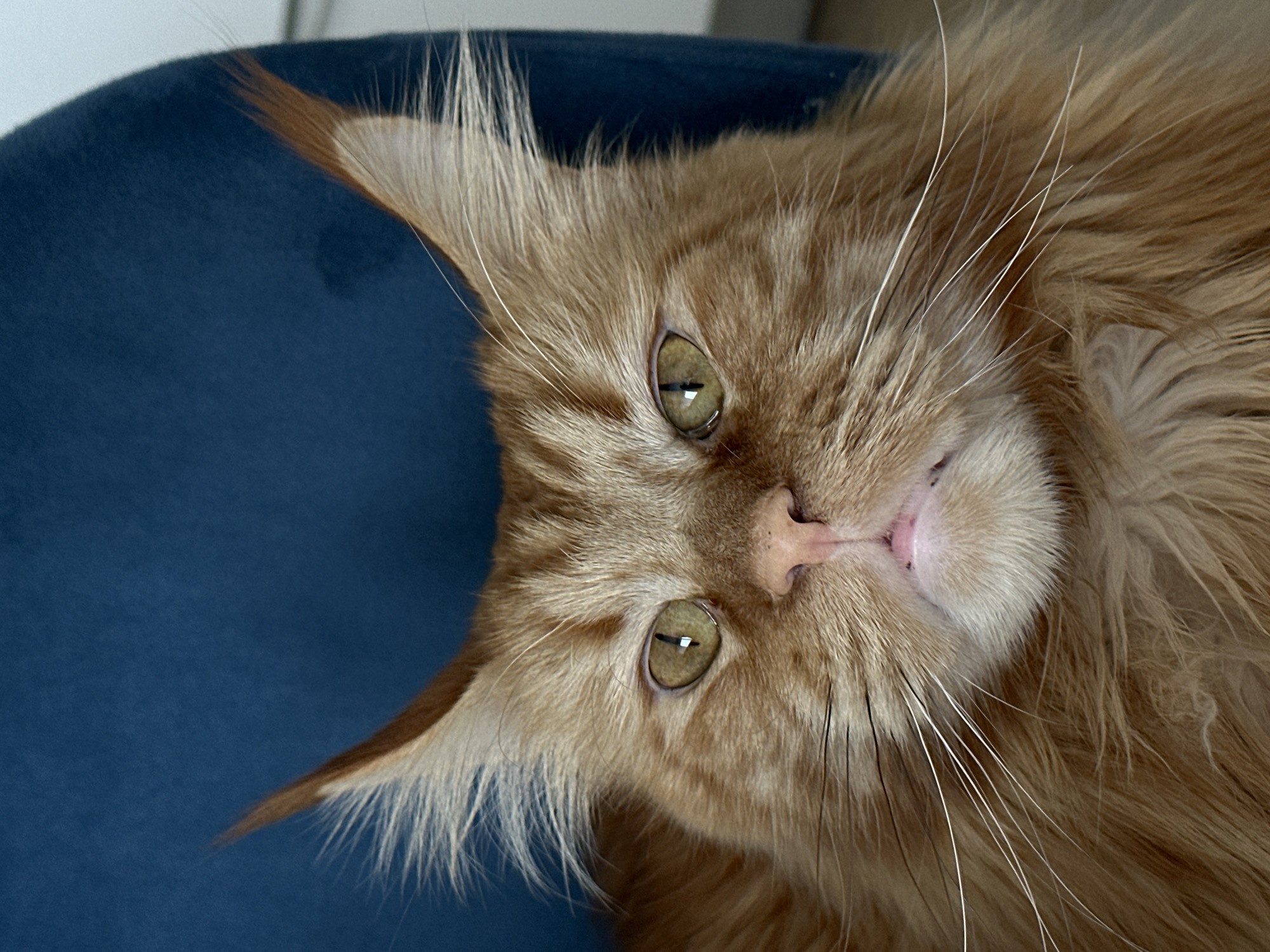 An extreme close-up photograph depicts the head and partial torso of a ginger Maine Coon cat. The cat is lying on a blue, possibly velvet, surface. The cat's head is angled, with the nose centered in the frame. The cat's eyes are open, hazel-colored, and slightly almond-shaped. The fur around the face and ears is long, with characteristic tufts protruding from the ear tips. White whiskers extend outwards from the cat's muzzle. No information connects this image to the city of Chaikovsky, Russia.