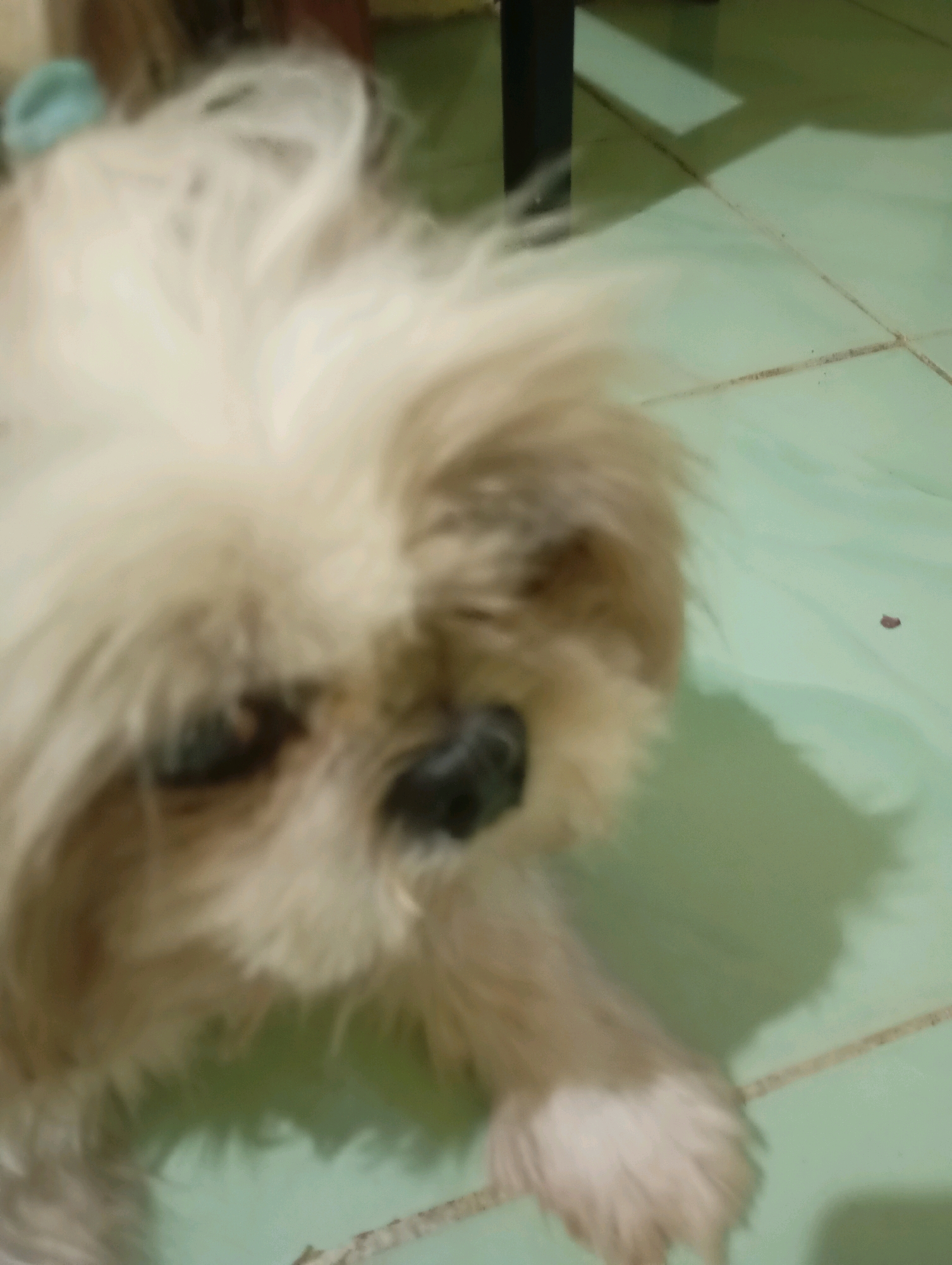 An out-of-focus, close-up, eye-level shot shows the head and paws of a shih tzu dog. The dog has tan and white fur and is lying on a light green tiled floor, which appears to be in a residential setting in Balikpapan, Indonesia. The dog's left eye is visible, along with its black nose. One of the dog's paws is in the foreground, resting on the floor. Shadows are cast on the floor by an unseen object, likely furniture, with the glint of a metallic leg of a table or chair visible in the background. The overall lighting suggests an indoor environment.