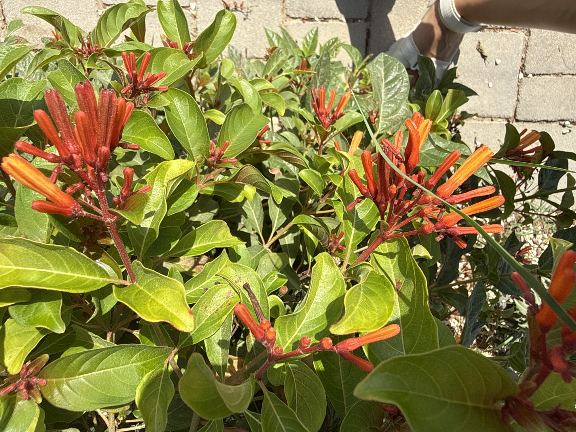 The image is a close-up, eye-level shot of a plant with vibrant red and orange tubular flowers and green leaves, bathed in bright sunlight. The plant appears to be growing outdoors, with a cobblestone pathway visible in the background. A person's foot, wearing a white sandal, is partially visible on the right side of the frame, suggesting a casual outdoor setting, possibly a garden or walkway in Lod, Israel. The overall impression is one of a sunny day in a natural or landscaped environment.
