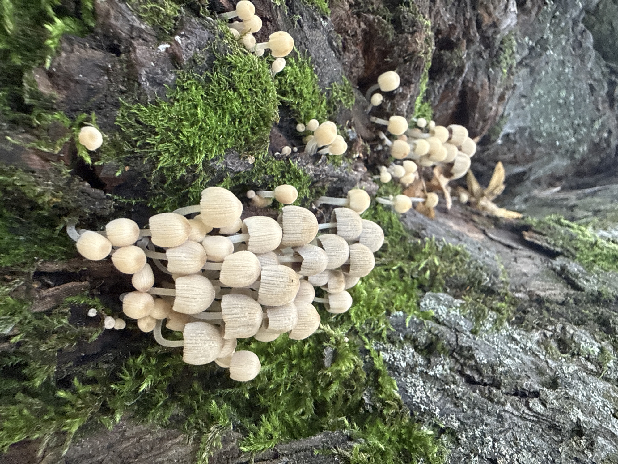 The image depicts a cluster of small, pale mushrooms growing on a moss-covered tree trunk. The mushrooms have delicate, translucent caps with visible gills underneath. They are clustered together in various stages of growth, with some appearing as small buds and others more fully developed. The tree trunk is rough and textured, with patches of vibrant green moss clinging to its surface. The background shows more of the tree trunk and surrounding foliage, suggesting an outdoor, natural setting. The overall scene conveys a sense of nature's delicate beauty and the process of growth and decay. The location is identified as being in the city of Rusanovo, Russia. There are no people or animals visible in the image. The lighting appears to be natural daylight, with soft shadows indicating an overcast or shaded environment.